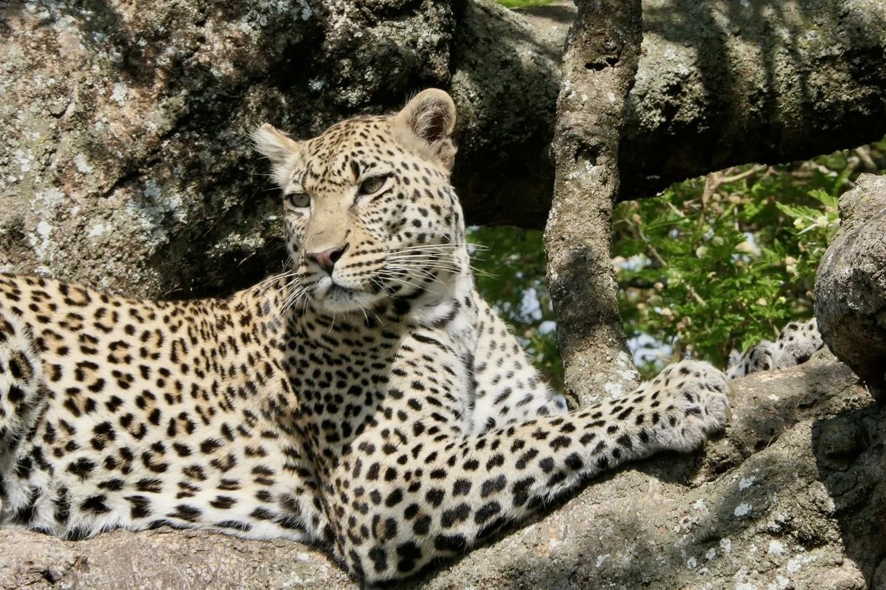 Leopard in Tanzania safari