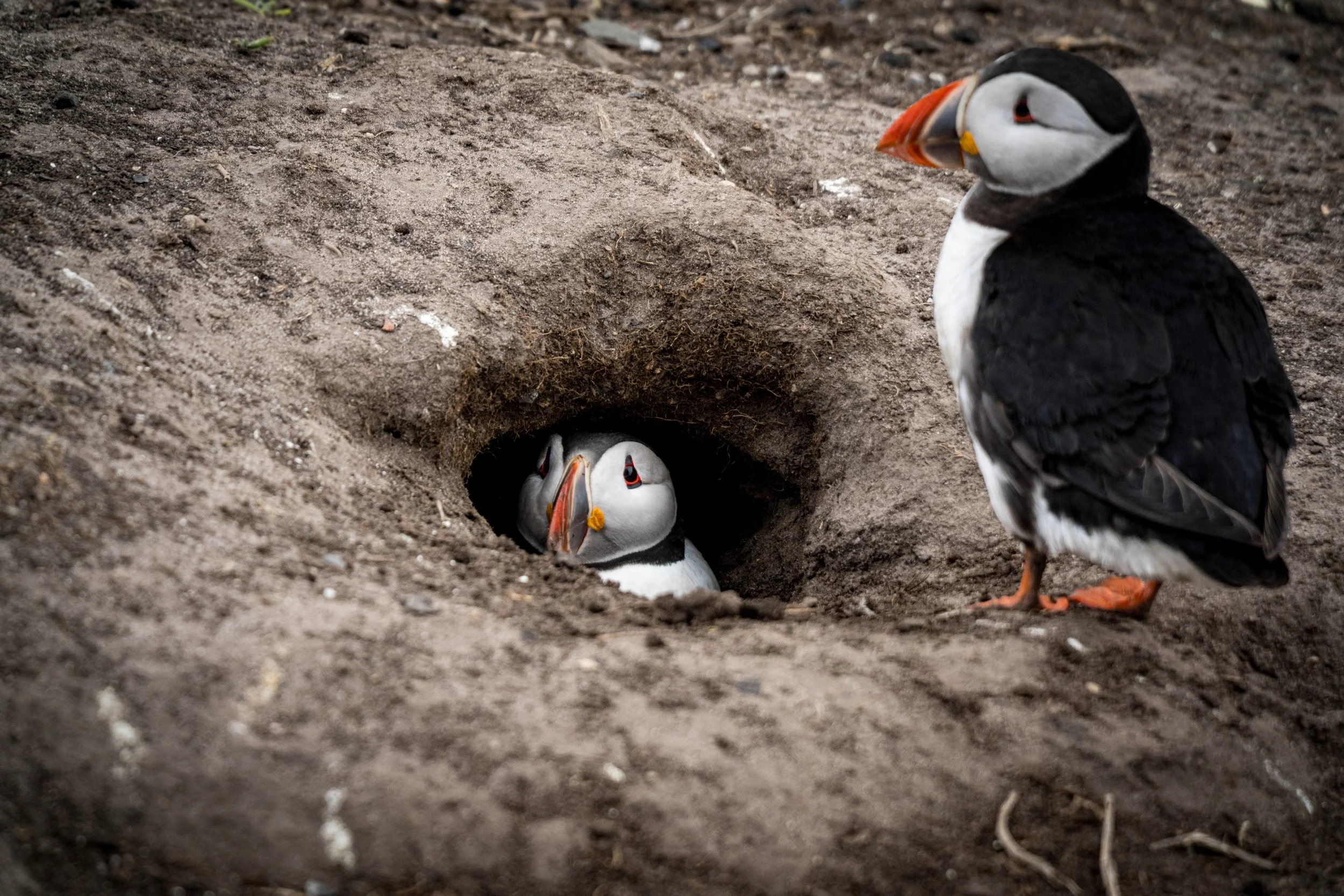 atlantic-puffin-emerging-from-burrow-partner-watching-farne-islands.jpg