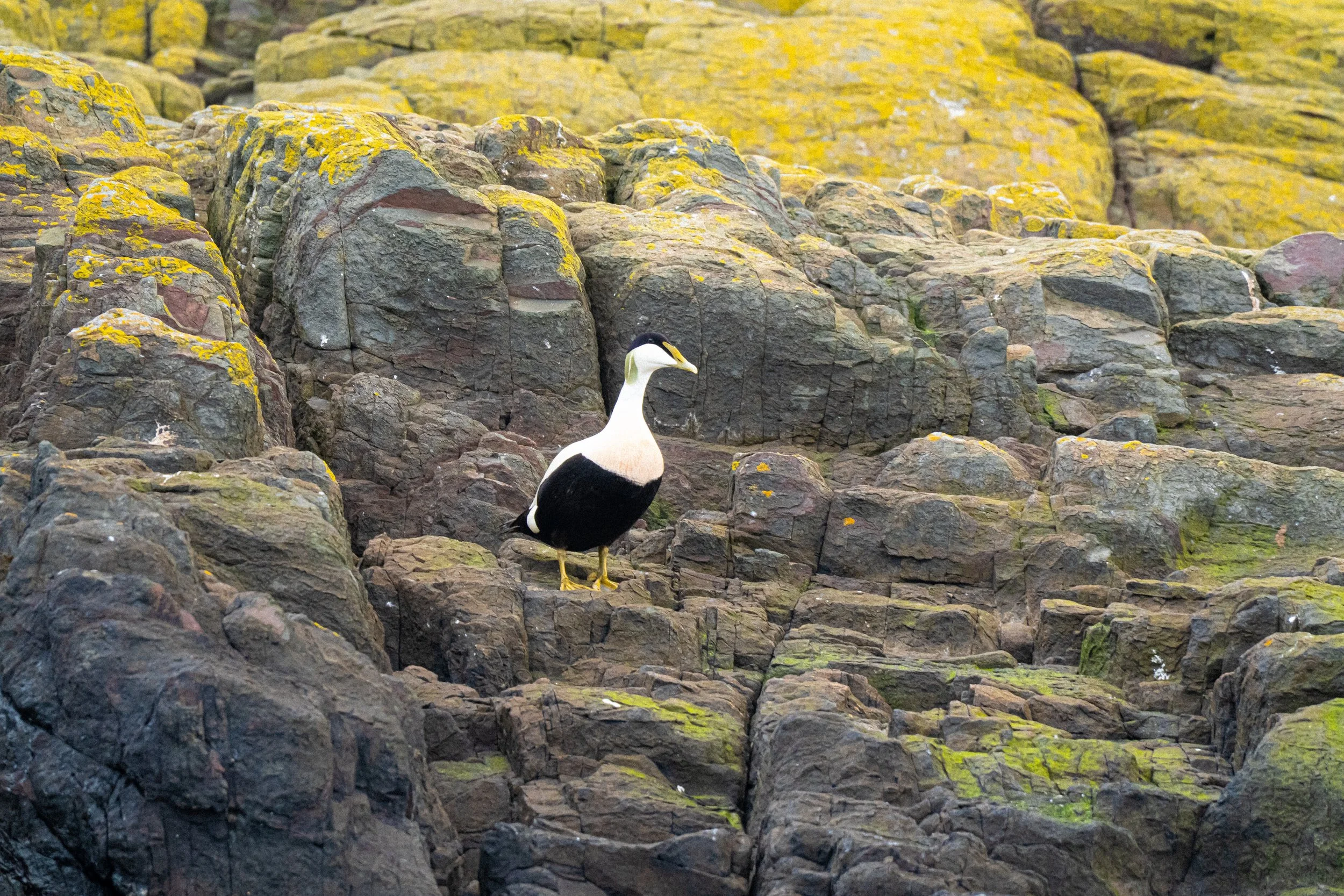 male-eider-duck-standing-lichen-covered-rocks-farne-islands.jpg