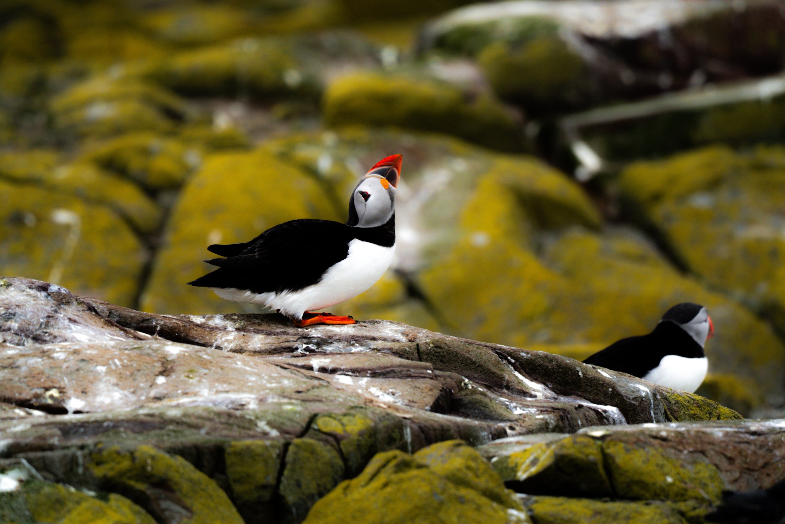 atlantic-puffin-spreading-wings-mossy-rocks-farne-islands.jpg