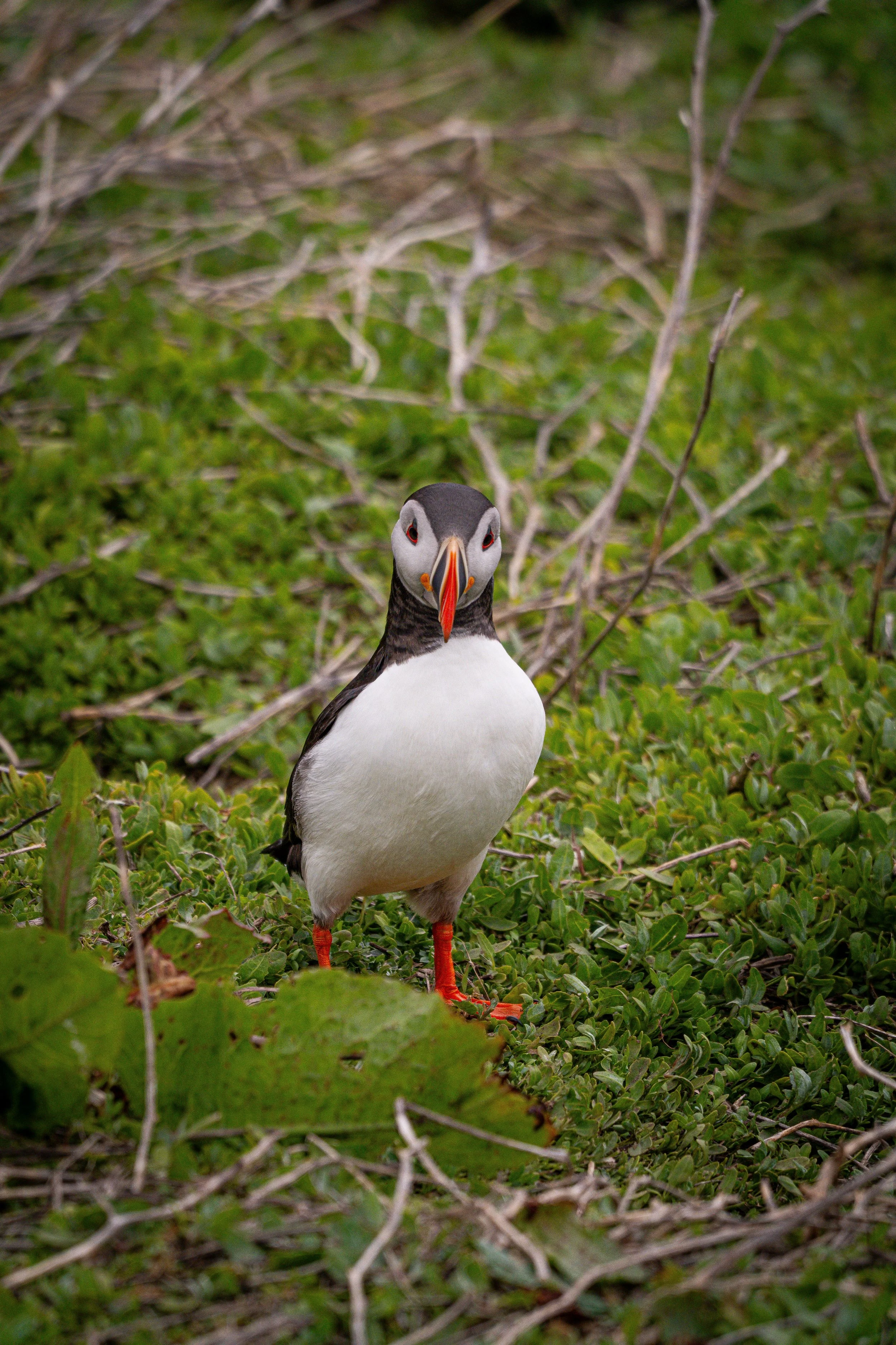 atlantic-puffin-facing-camera-head-on-vegetation-farne-islands.jpg