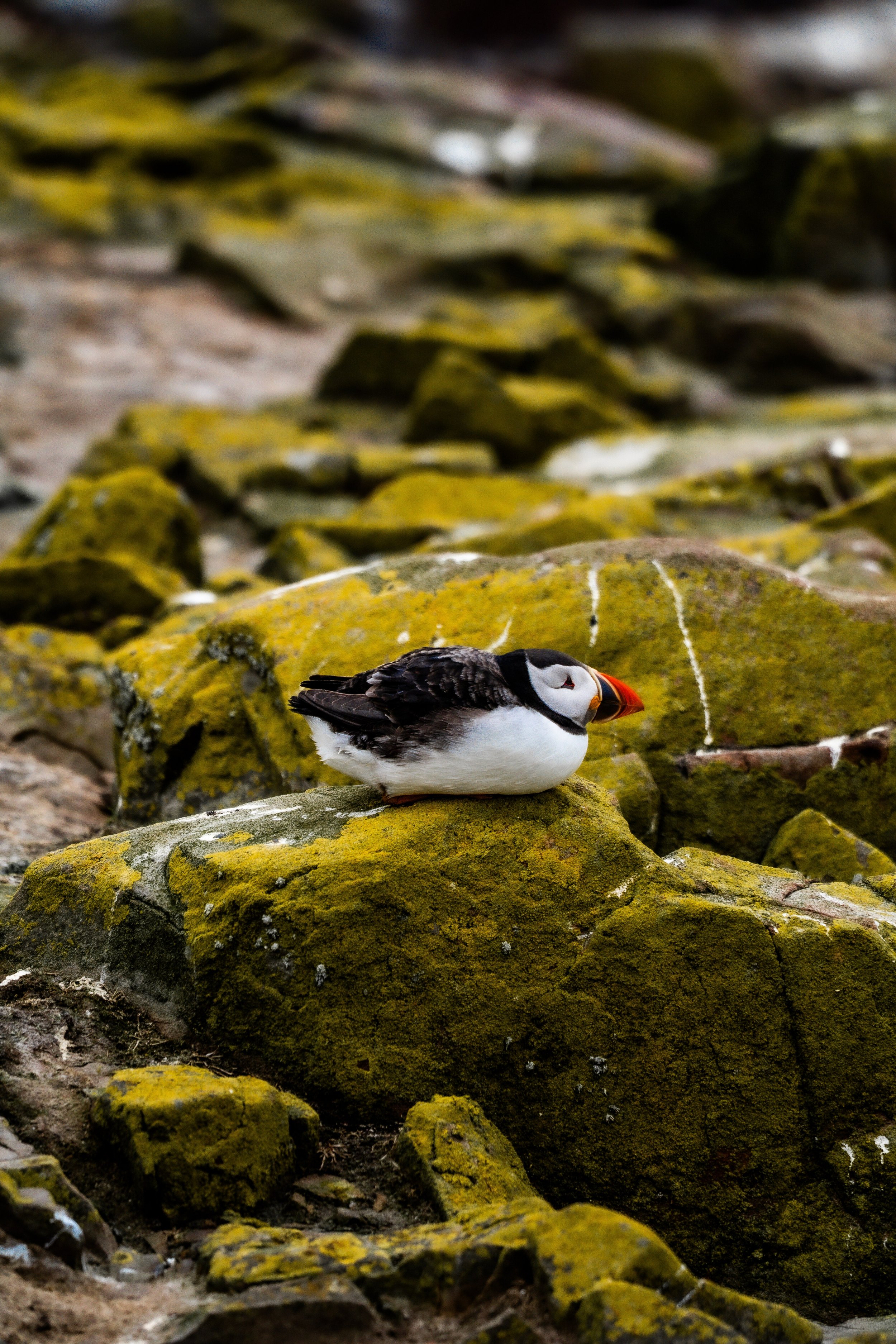 atlantic-puffin-resting-lichen-covered-rocks-farne-islands.jpg