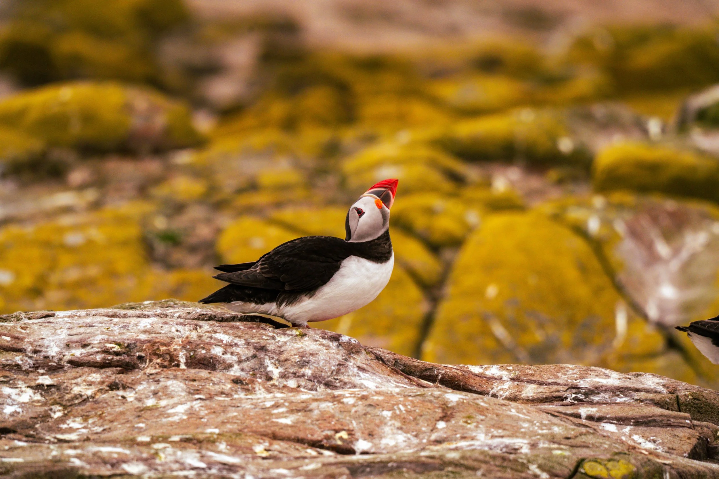 atlantic-puffin-looking-upward-lichen-rocks-farne-islands.jpg