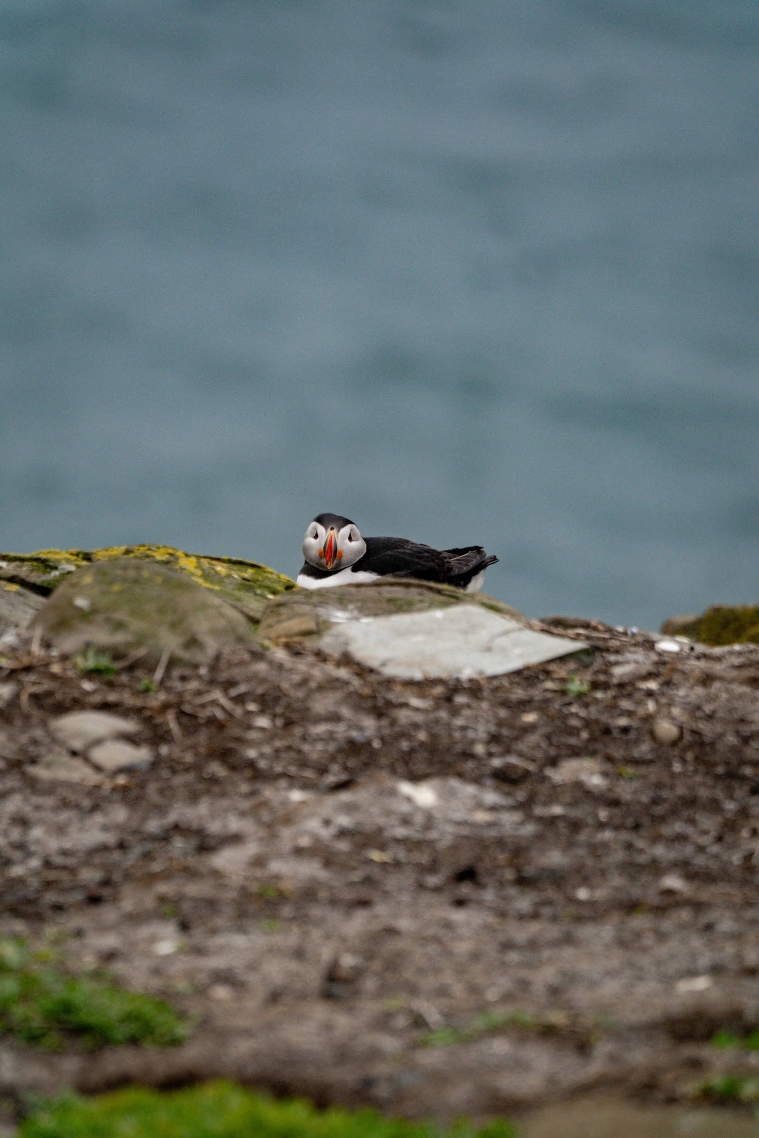atlantic-puffin-peeking-over-cliff-edge-sea-background-farne-islands.jpg