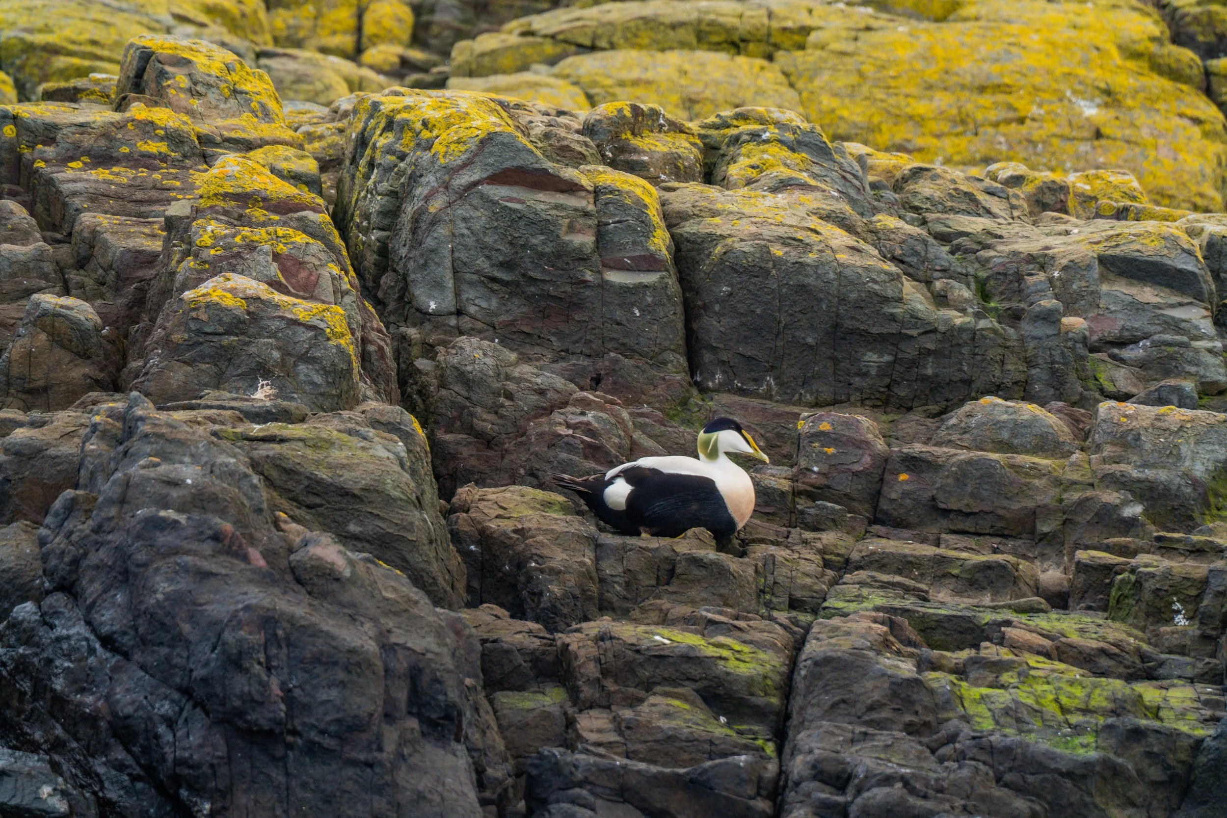 male-eider-duck-resting-lichen-covered-rocks-farne-islands.jpg