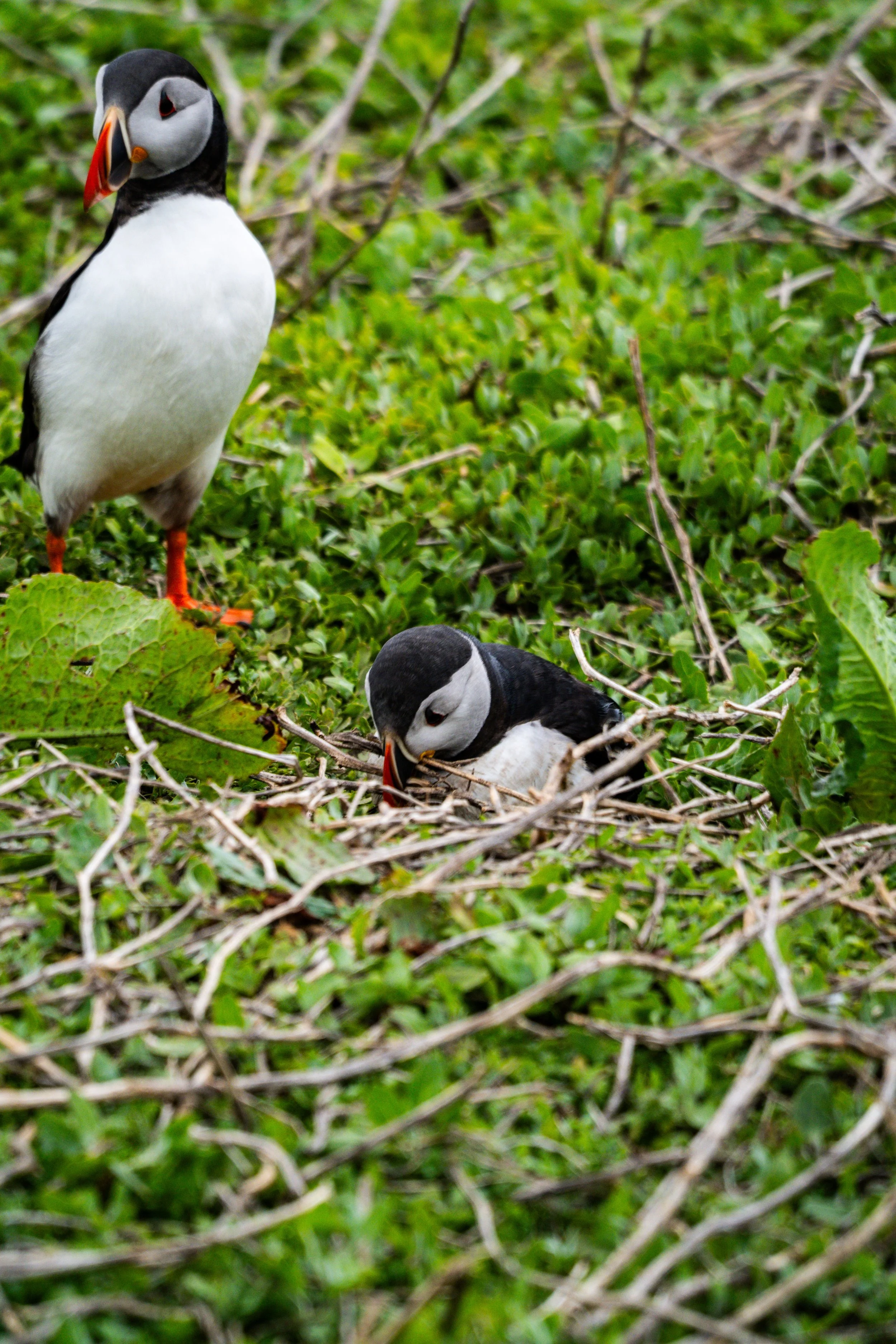 atlantic-puffin-entering-burrow-partner-watching-farne-islands.jpg