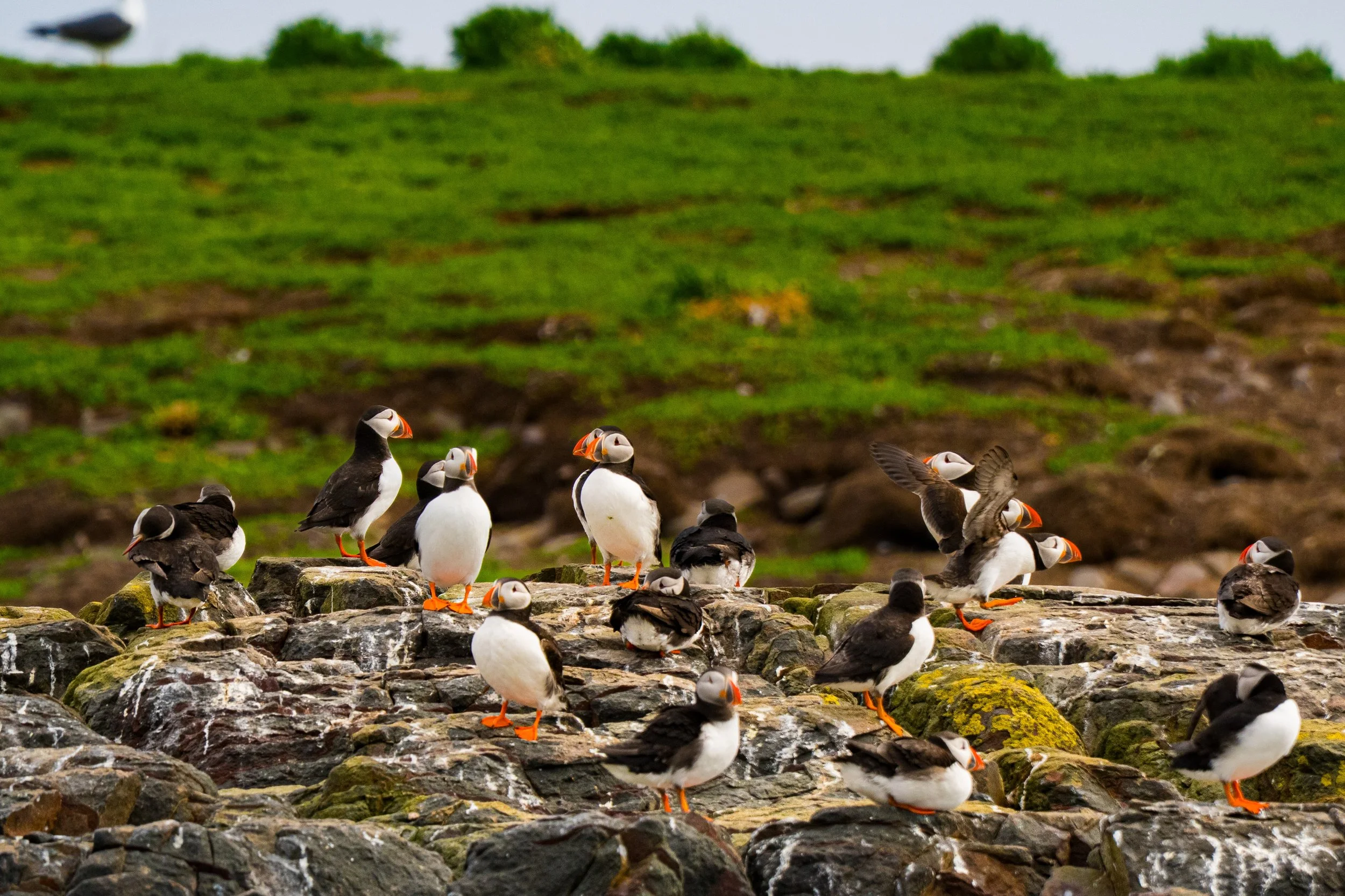 atlantic-puffin-colony-rocky-shore-farne-islands-northumberland.jpg
