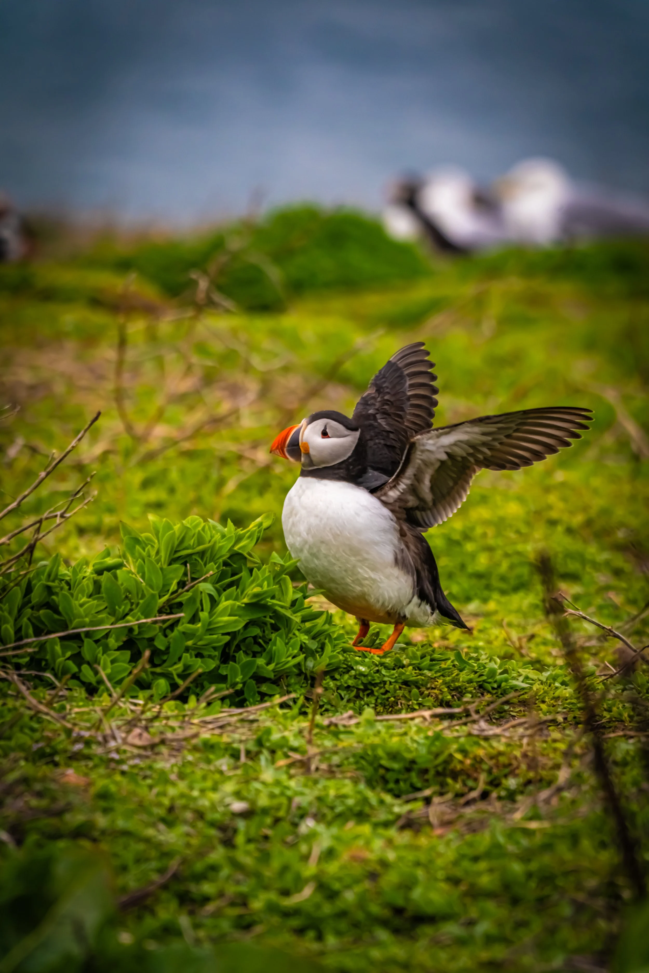 atlantic-puffin-wings-outstretched-green-clifftop-farne-islands.jpg