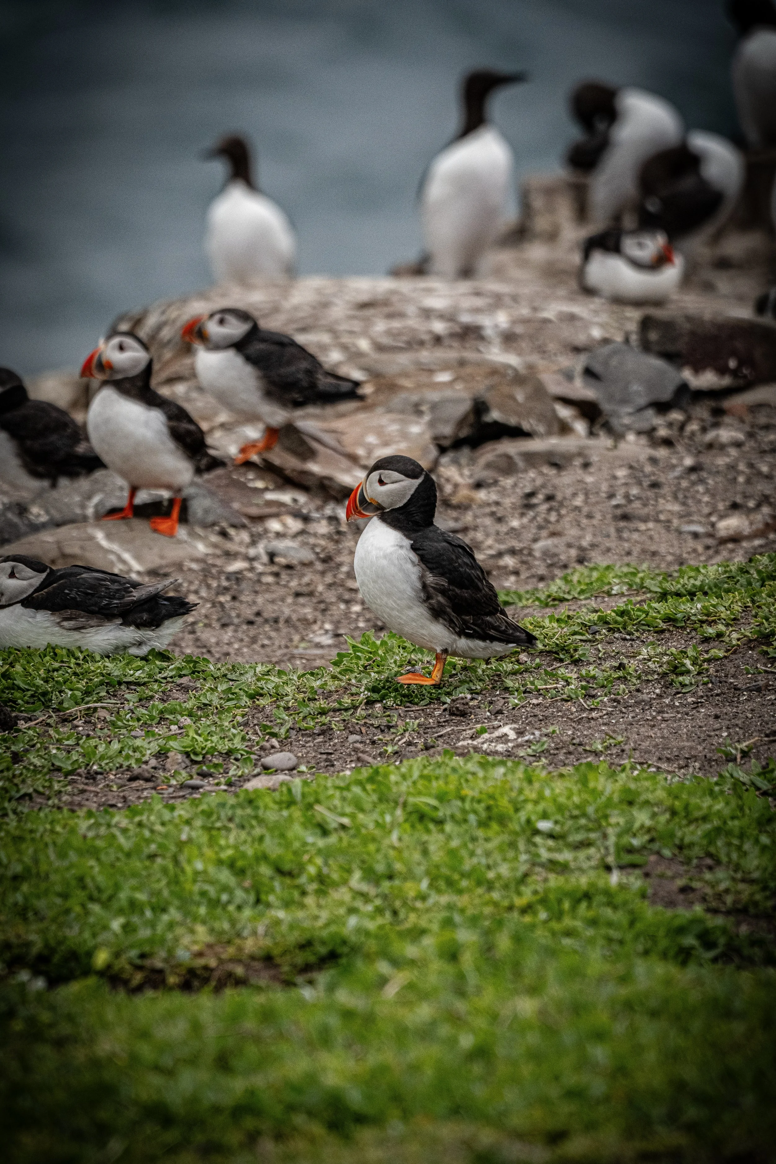 atlantic-puffins-and-guillemots-gathering-clifftop-farne-islands.jpg