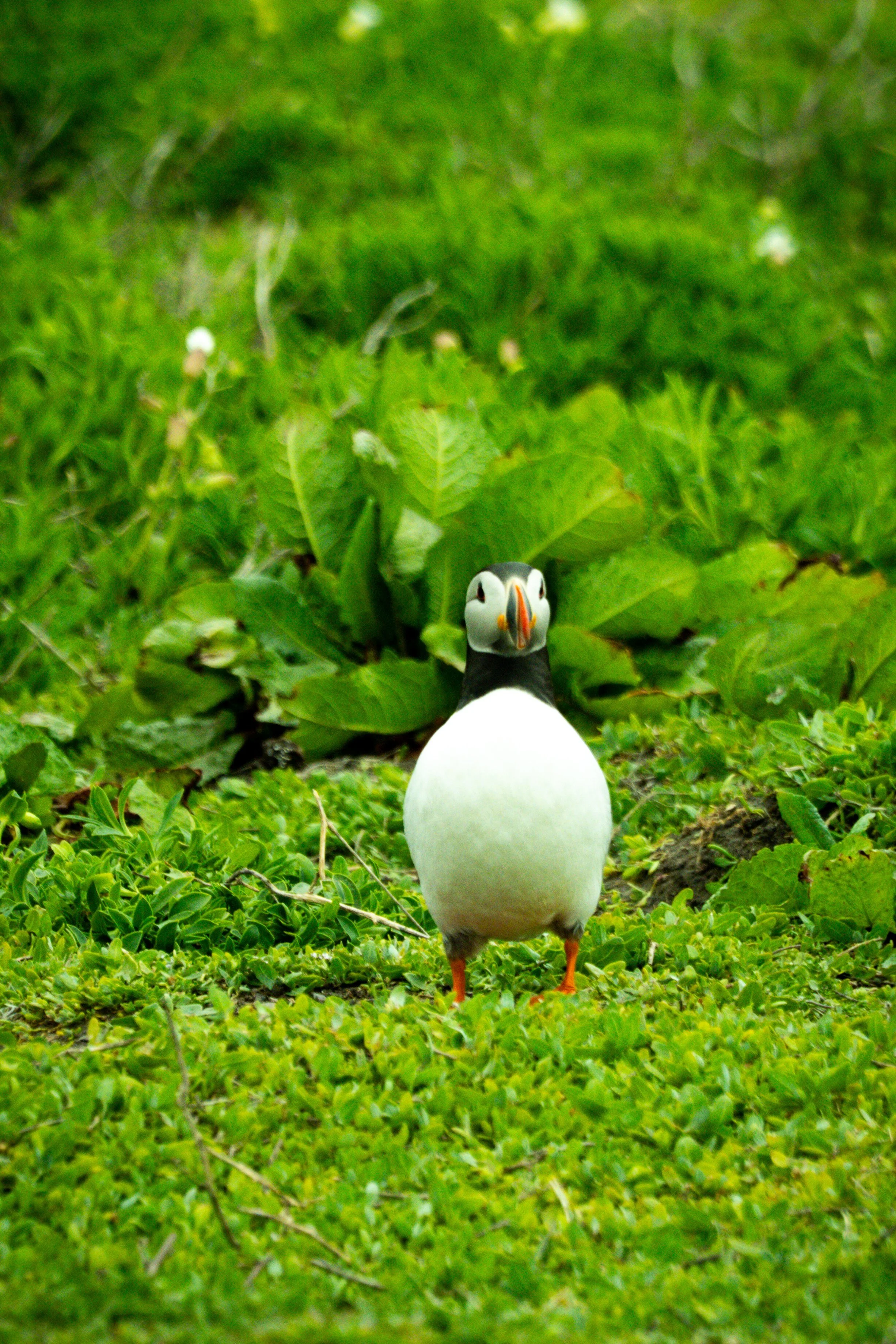 atlantic-puffin-portrait-facing-camera-green-grass-farne-islands.jpg