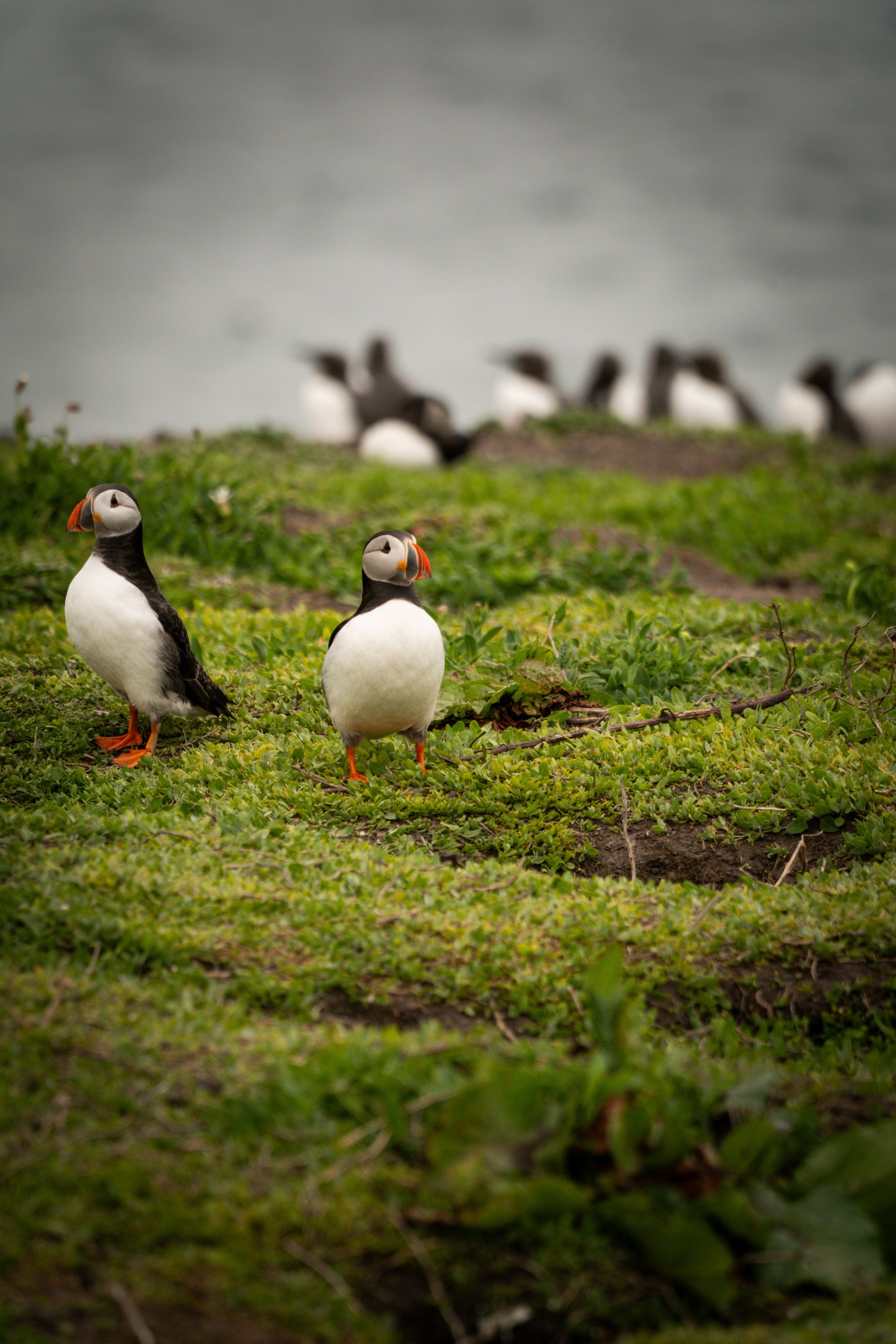 two-atlantic-puffins-green-clifftop-colony-farne-islands.jpg
