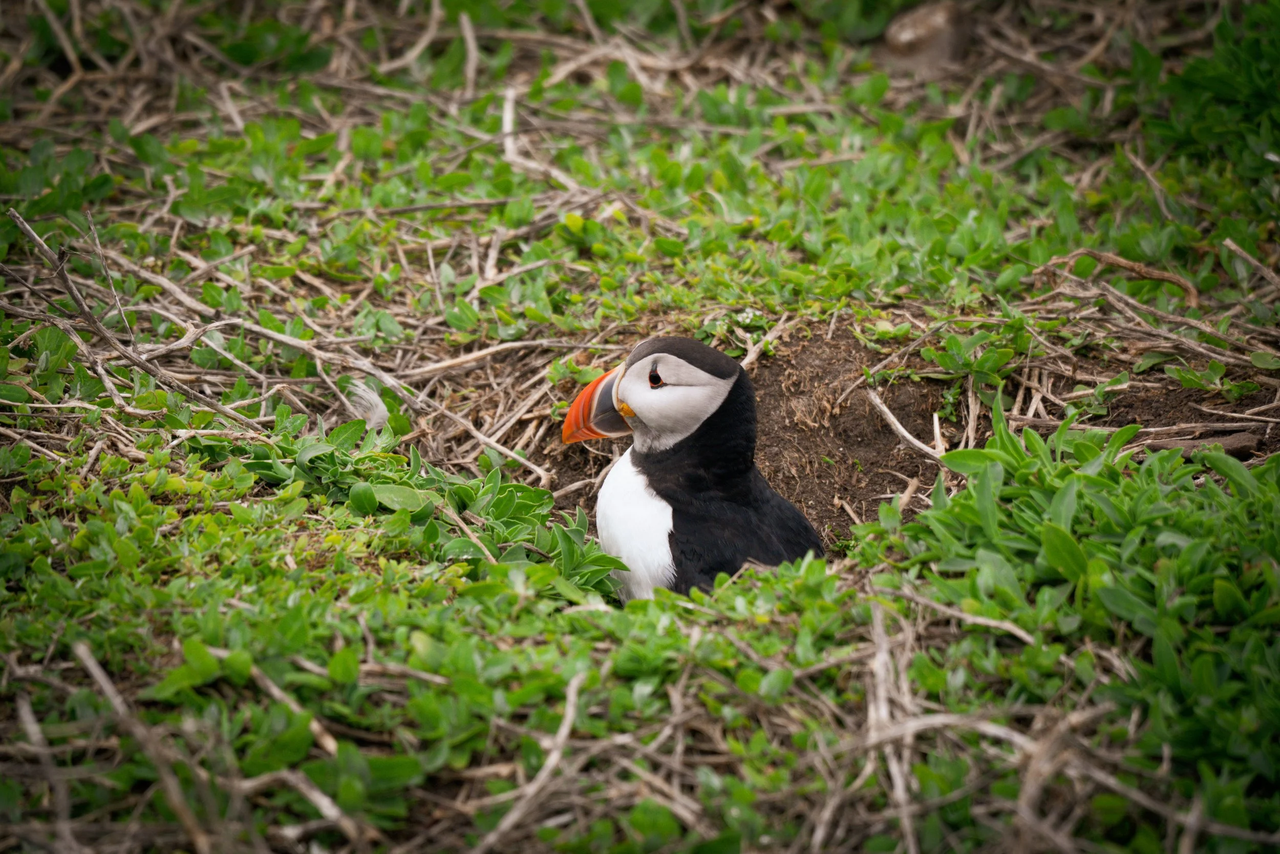 atlantic-puffin-peeking-out-of-burrow-grass-farne-islands.jpg