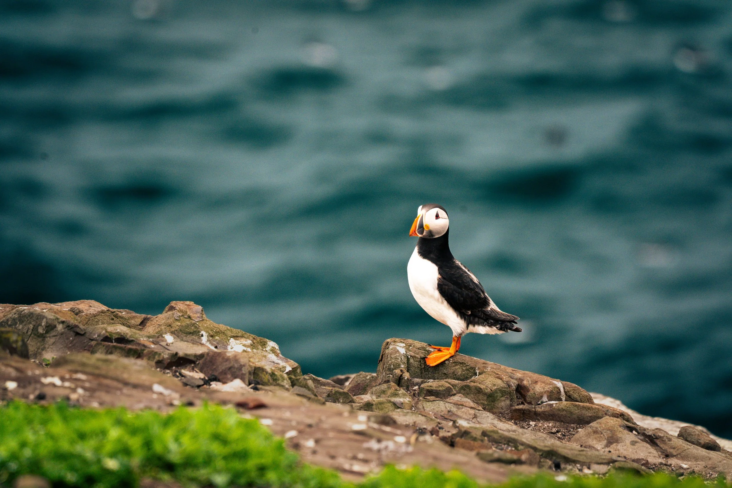 atlantic-puffin-walking-cliff-edge-turquoise-sea-farne-islands.jpg
