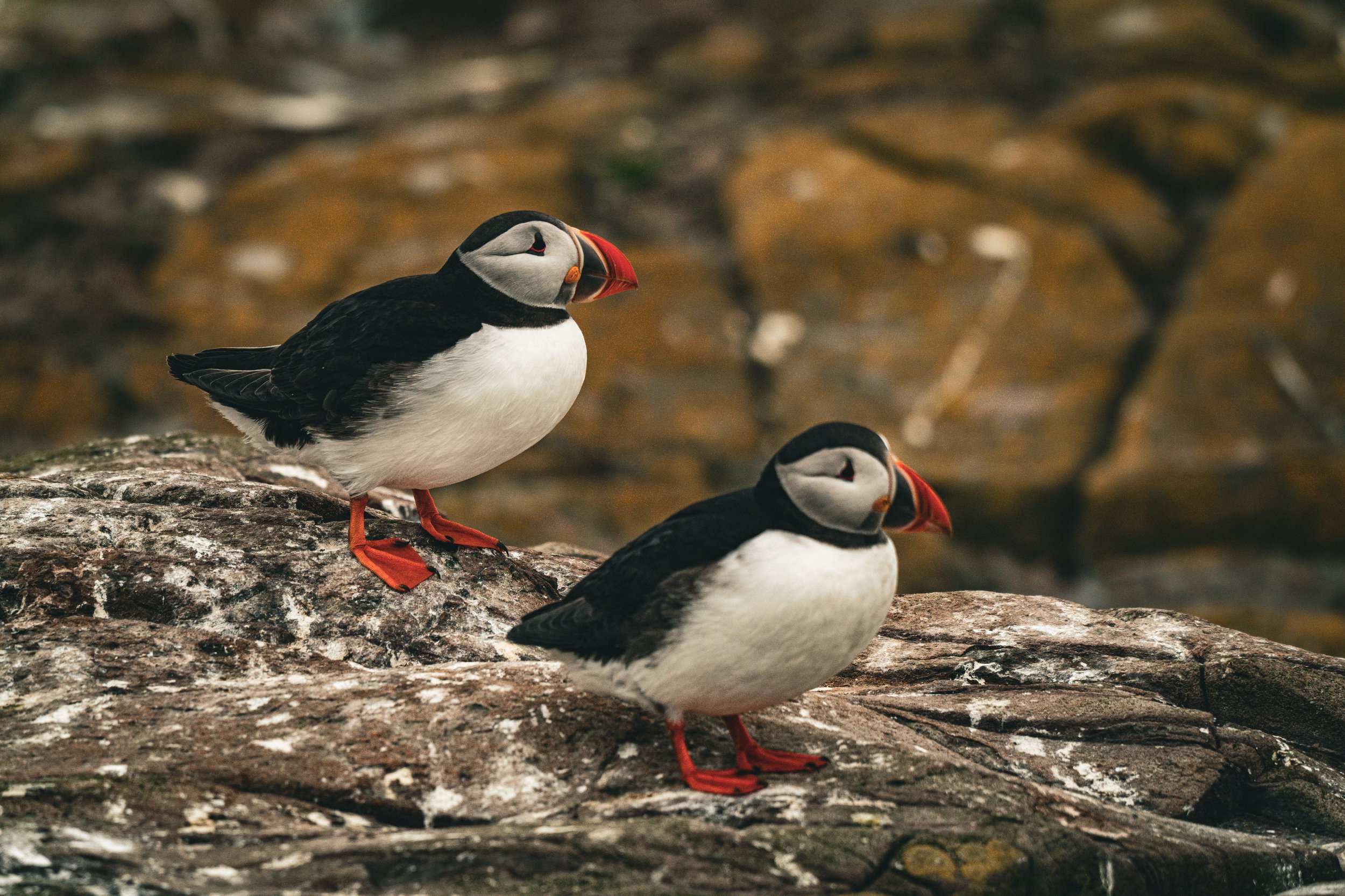 two-atlantic-puffins-coastal-rocks-farne-islands.jpg