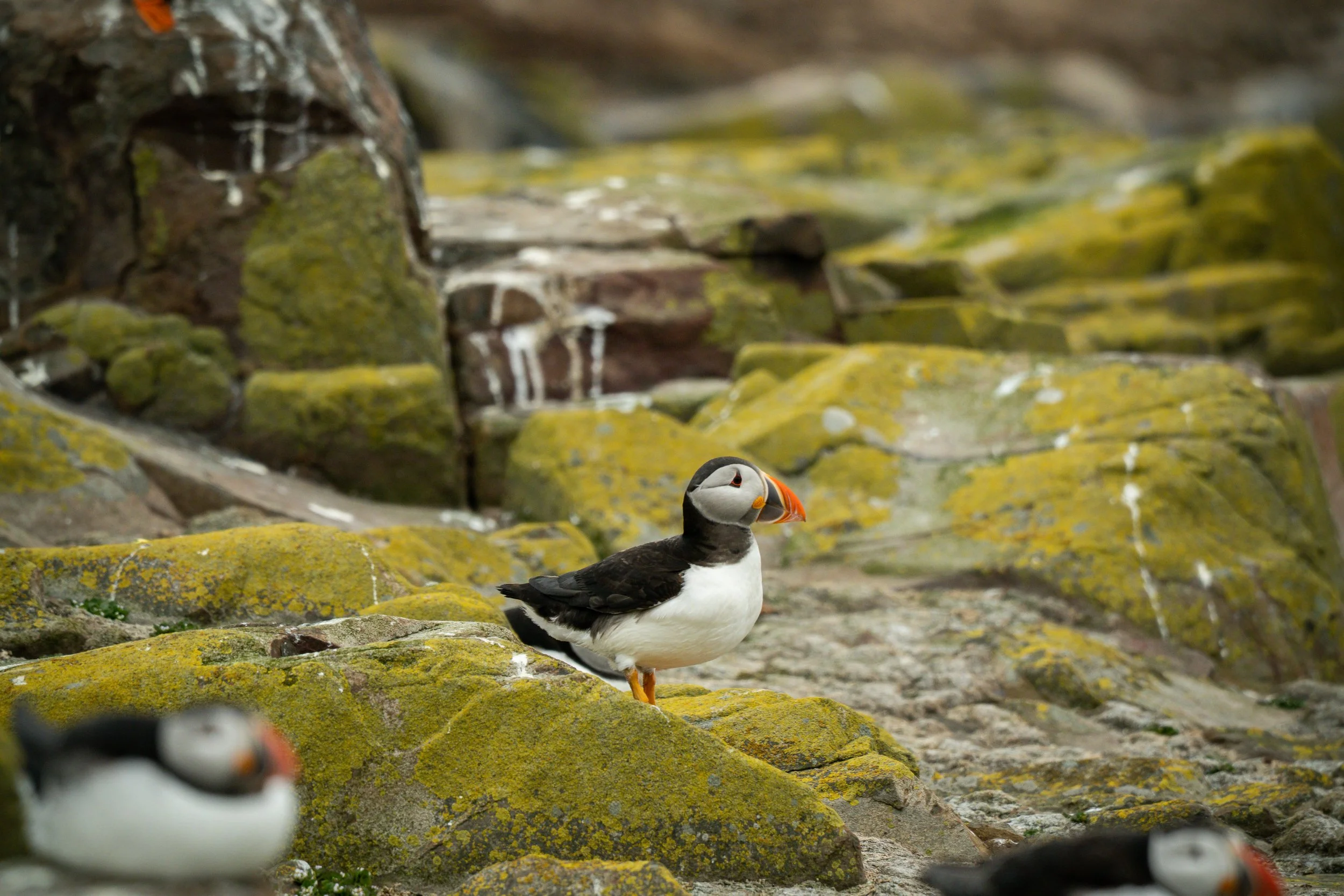 atlantic-puffin-walking-mossy-rocks-colony-farne-islands.jpg