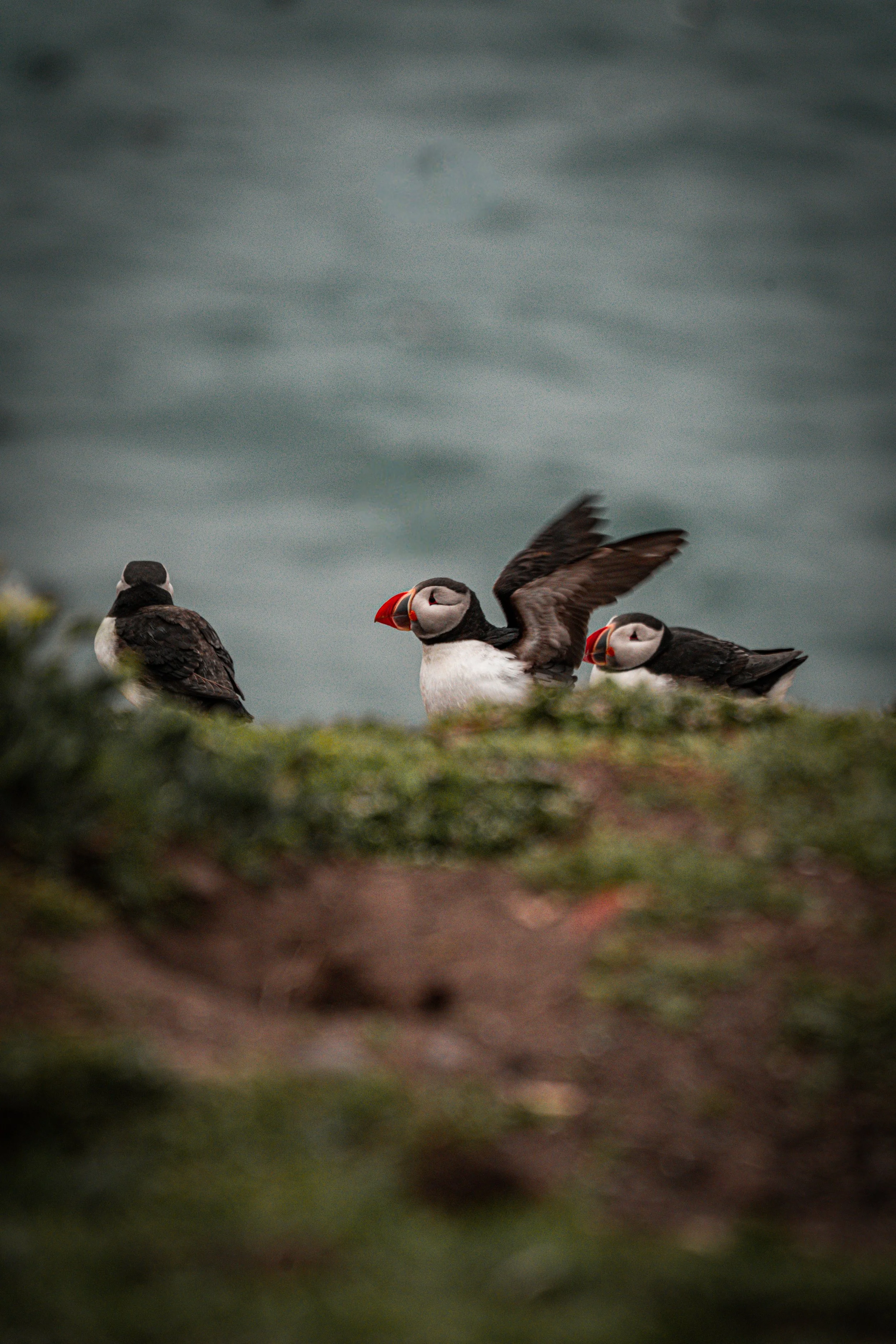 atlantic-puffin-flapping-wings-clifftop-farne-islands.jpg