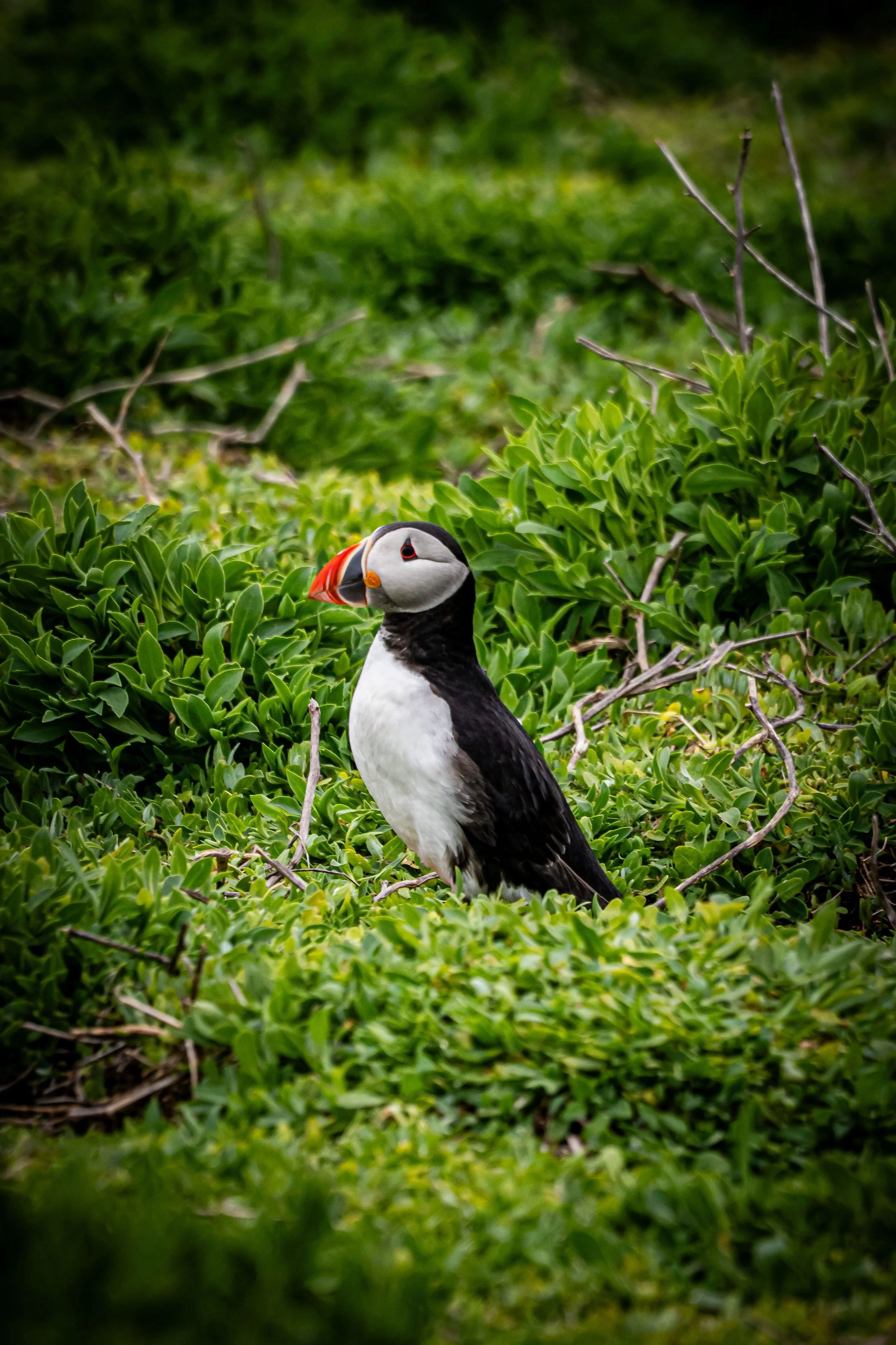 atlantic-puffin-standing-green-vegetation-farne-islands.jpg