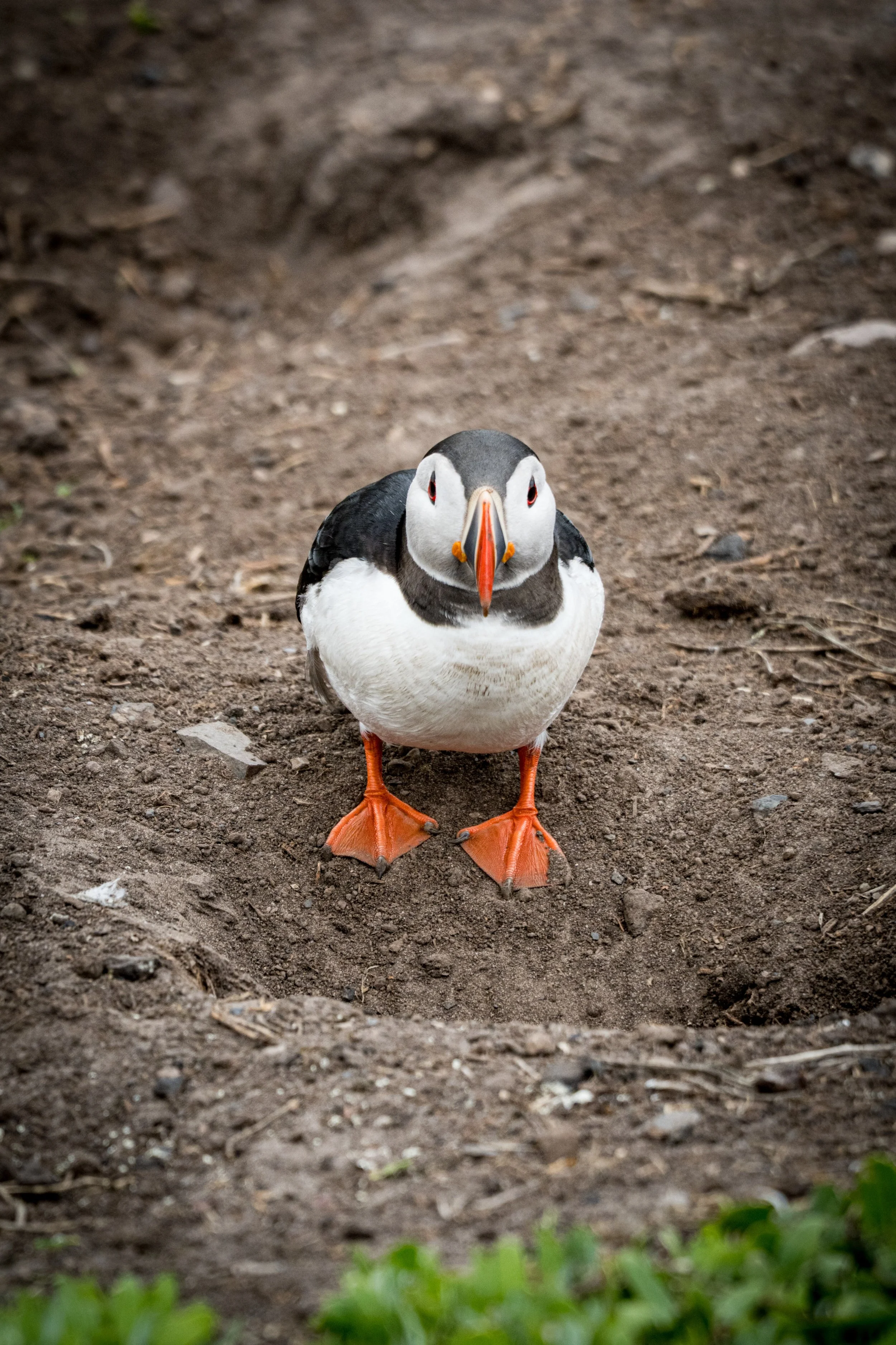 atlantic-puffin-close-up-portrait-burrow-entrance-farne-islands.jpg