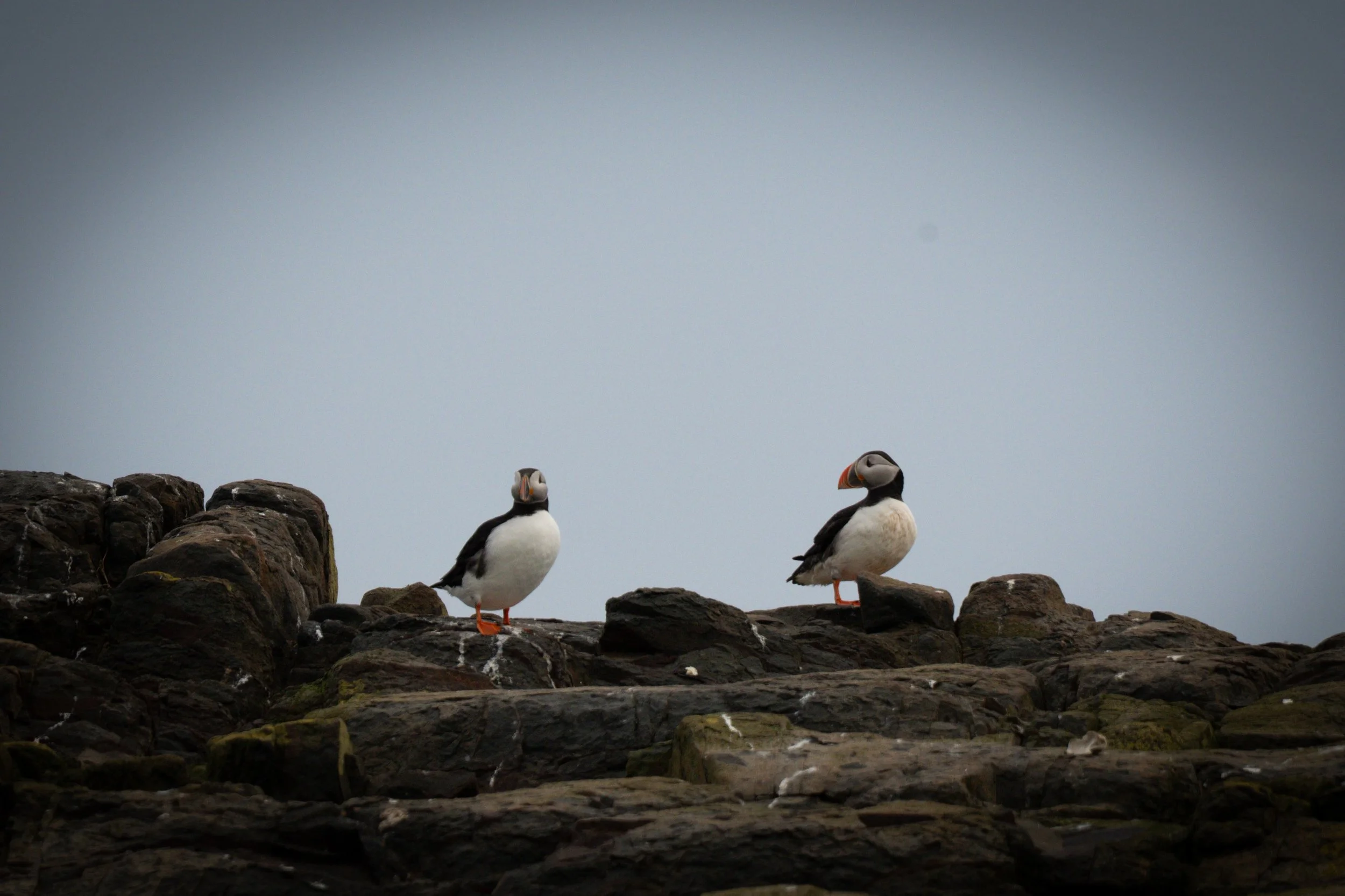 two-atlantic-puffins-standing-rocky-outcrop-farne-islands.jpg