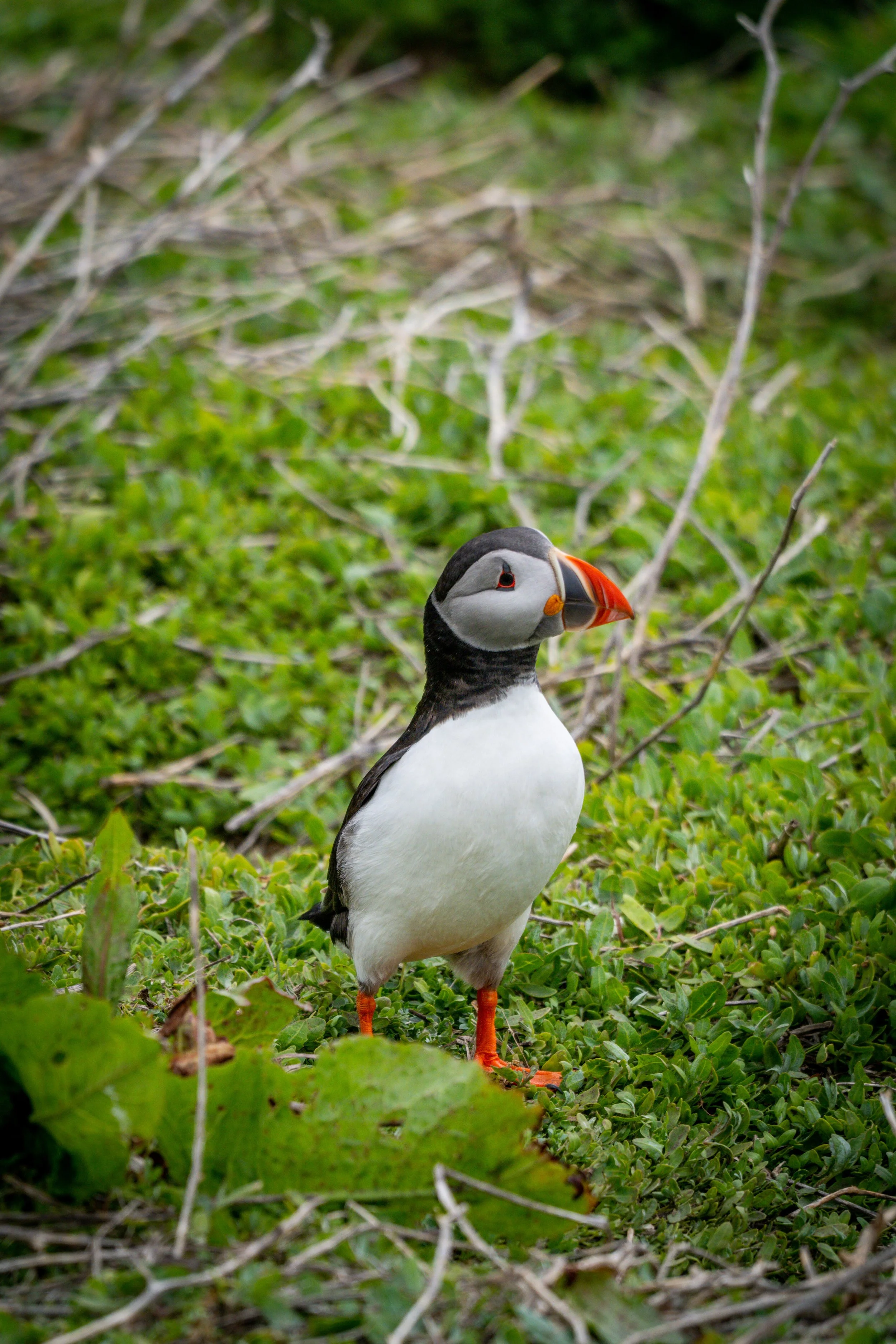 atlantic-puffin-standing-undergrowth-farne-islands.jpg