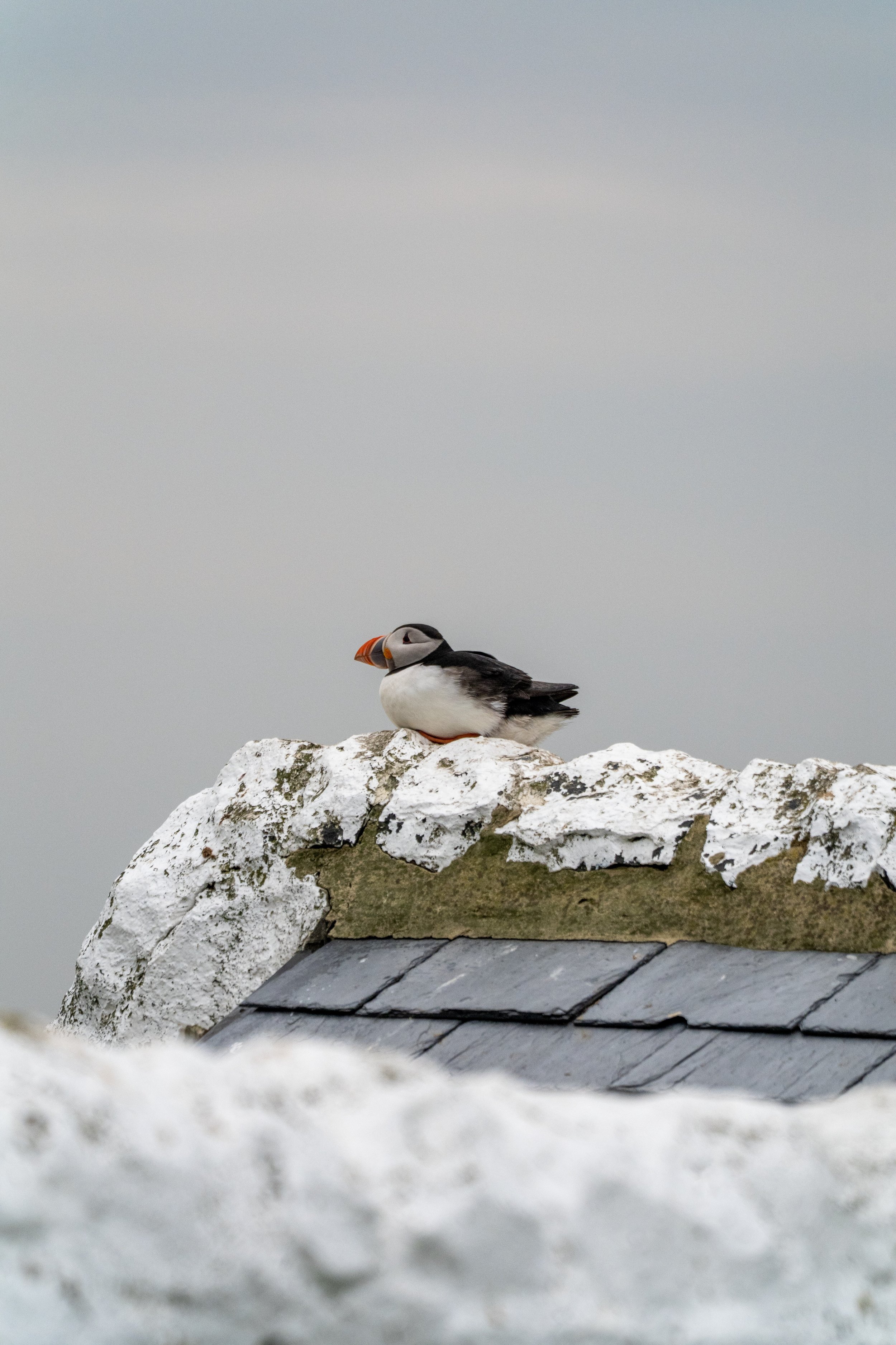 atlantic-puffin-perched-snow-covered-roof-farne-islands.jpg
