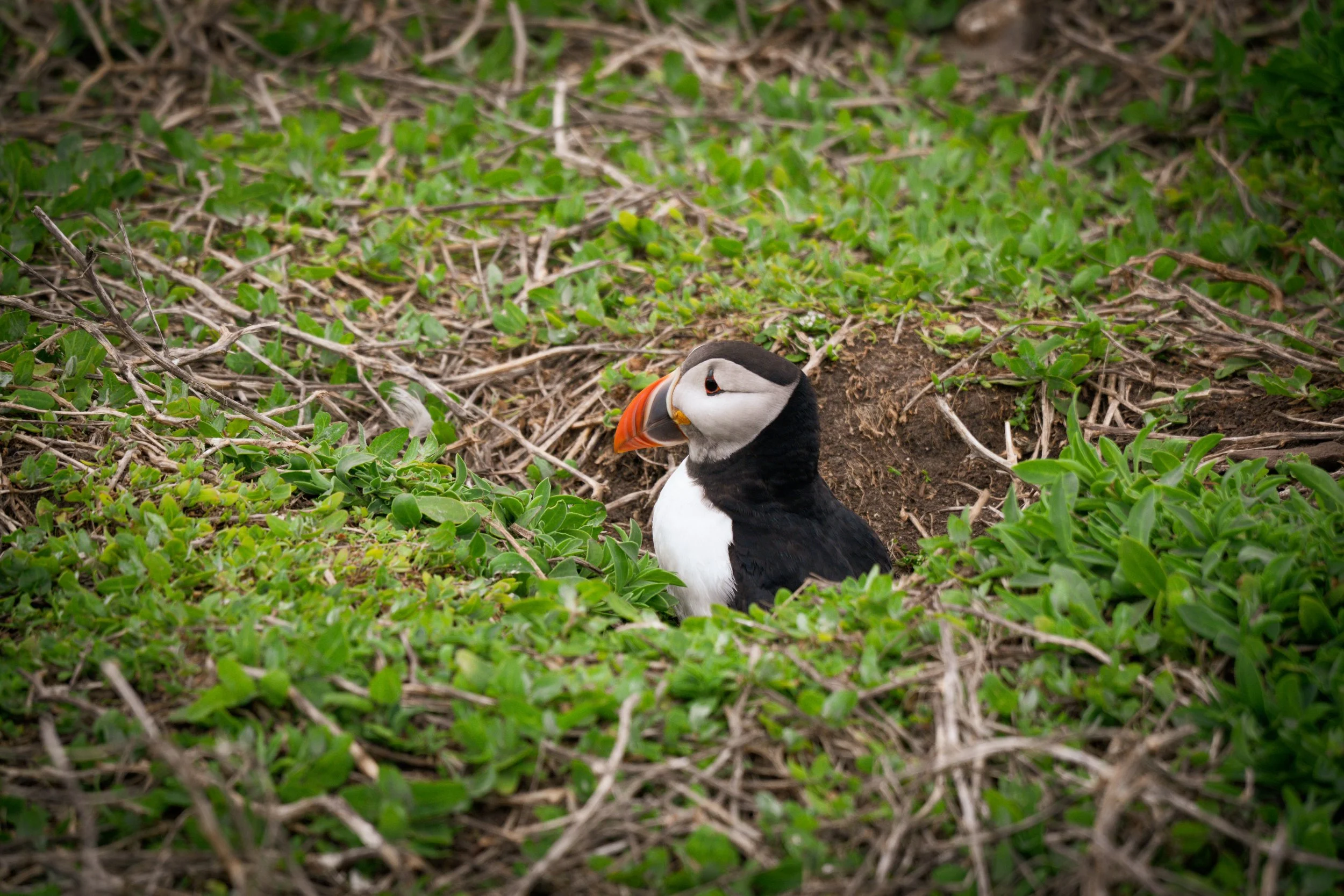 atlantic-puffin-emerging-burrow-green-vegetation-farne-islands.jpg