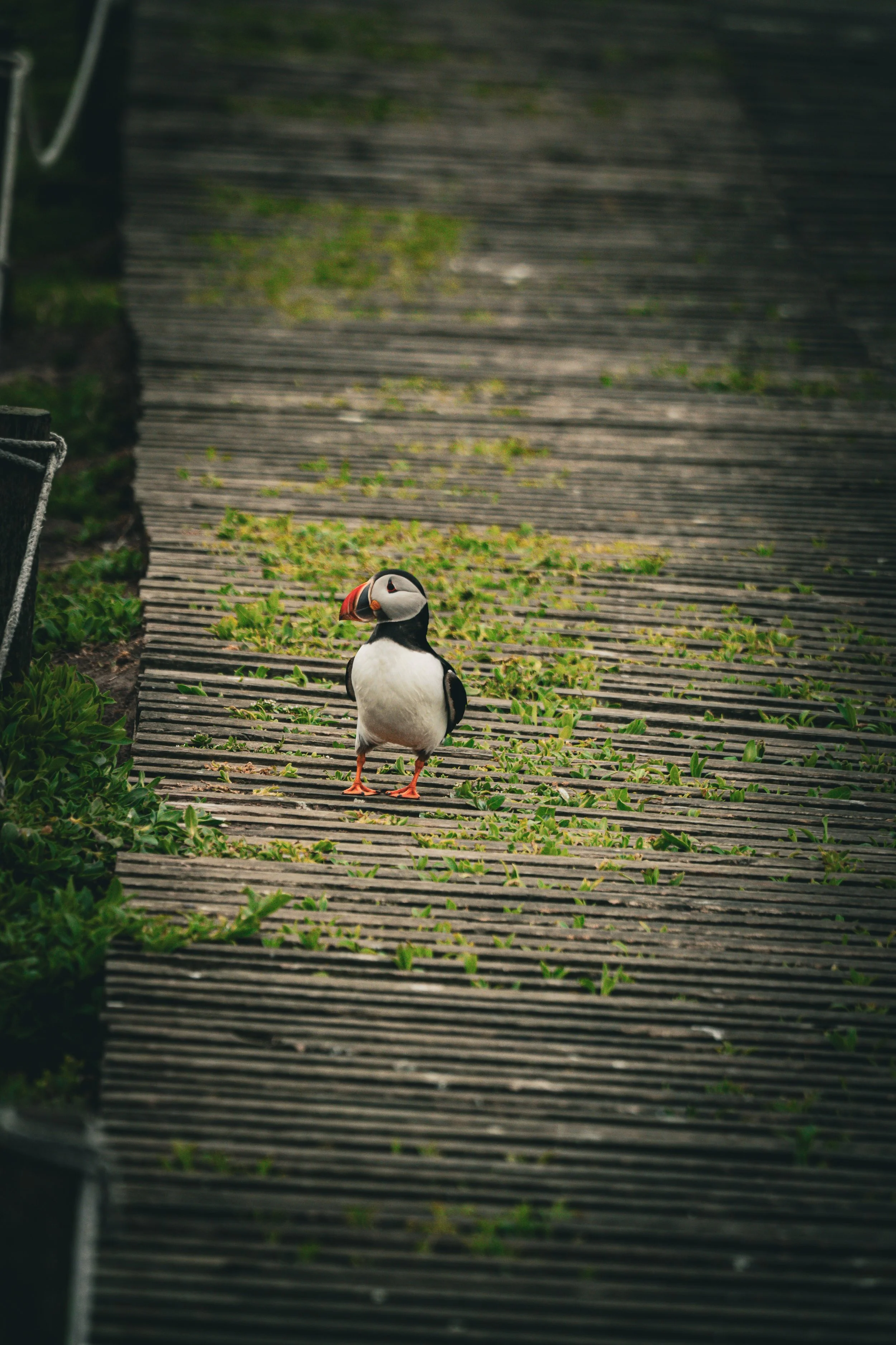 atlantic-puffin-walking-wooden-boardwalk-farne-islands.jpg