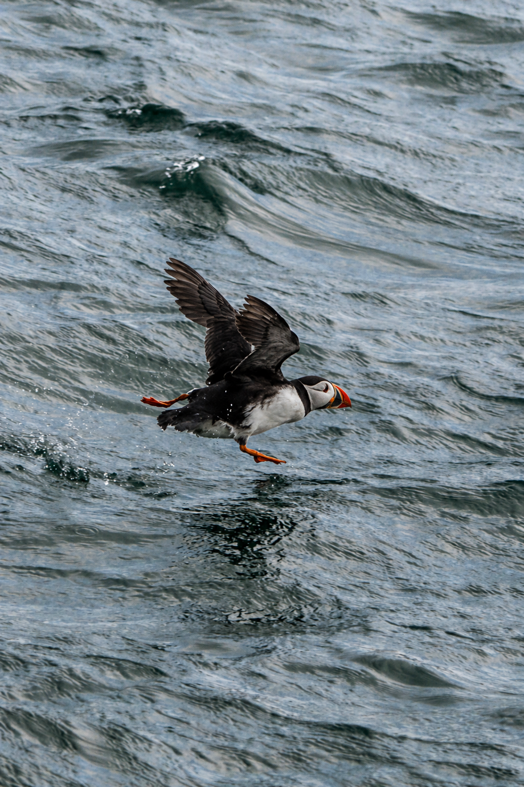 atlantic-puffin-taking-off-from-sea-farne-islands.png