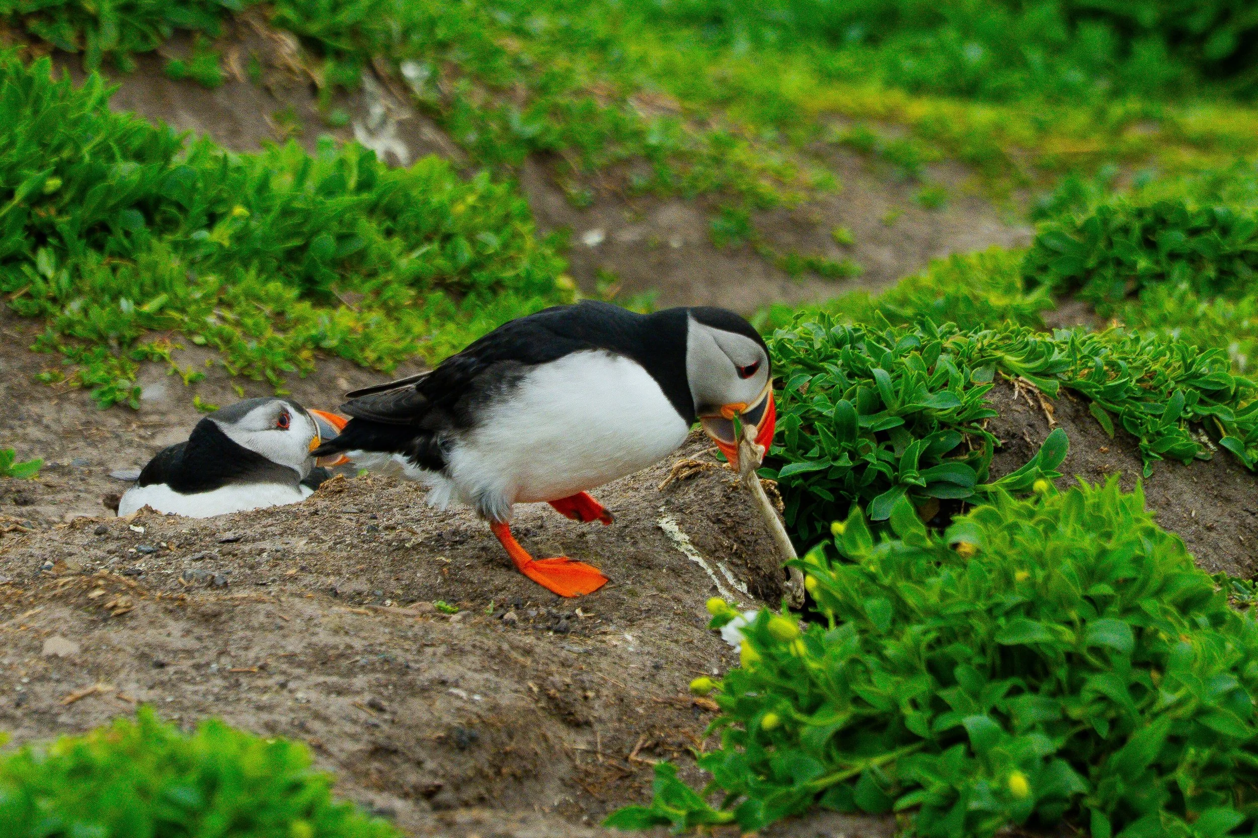 atlantic-puffins-pair-entering-burrow-farne-islands.jpg