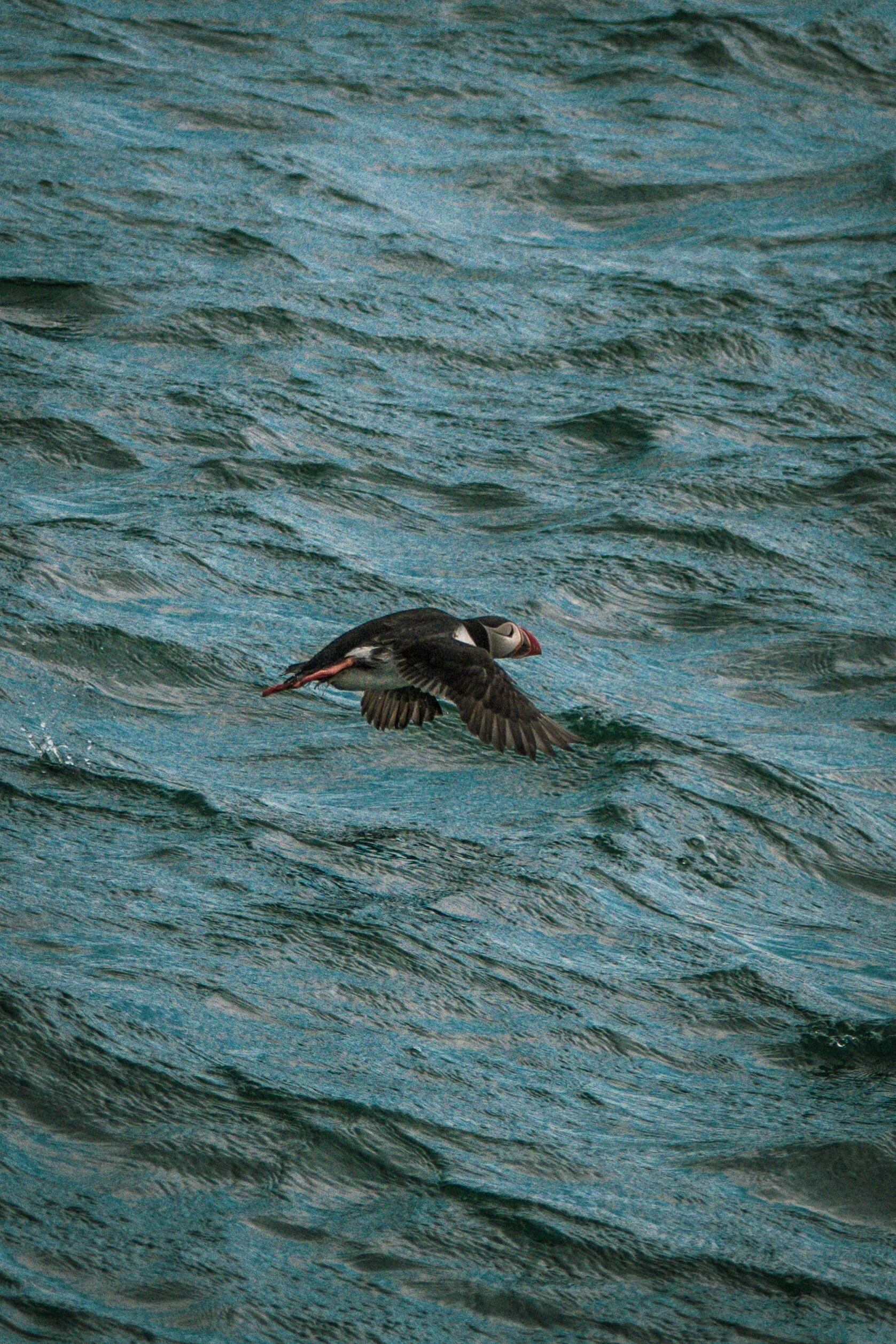 atlantic-puffin-skimming-waves-north-sea-farne-islands.jpg