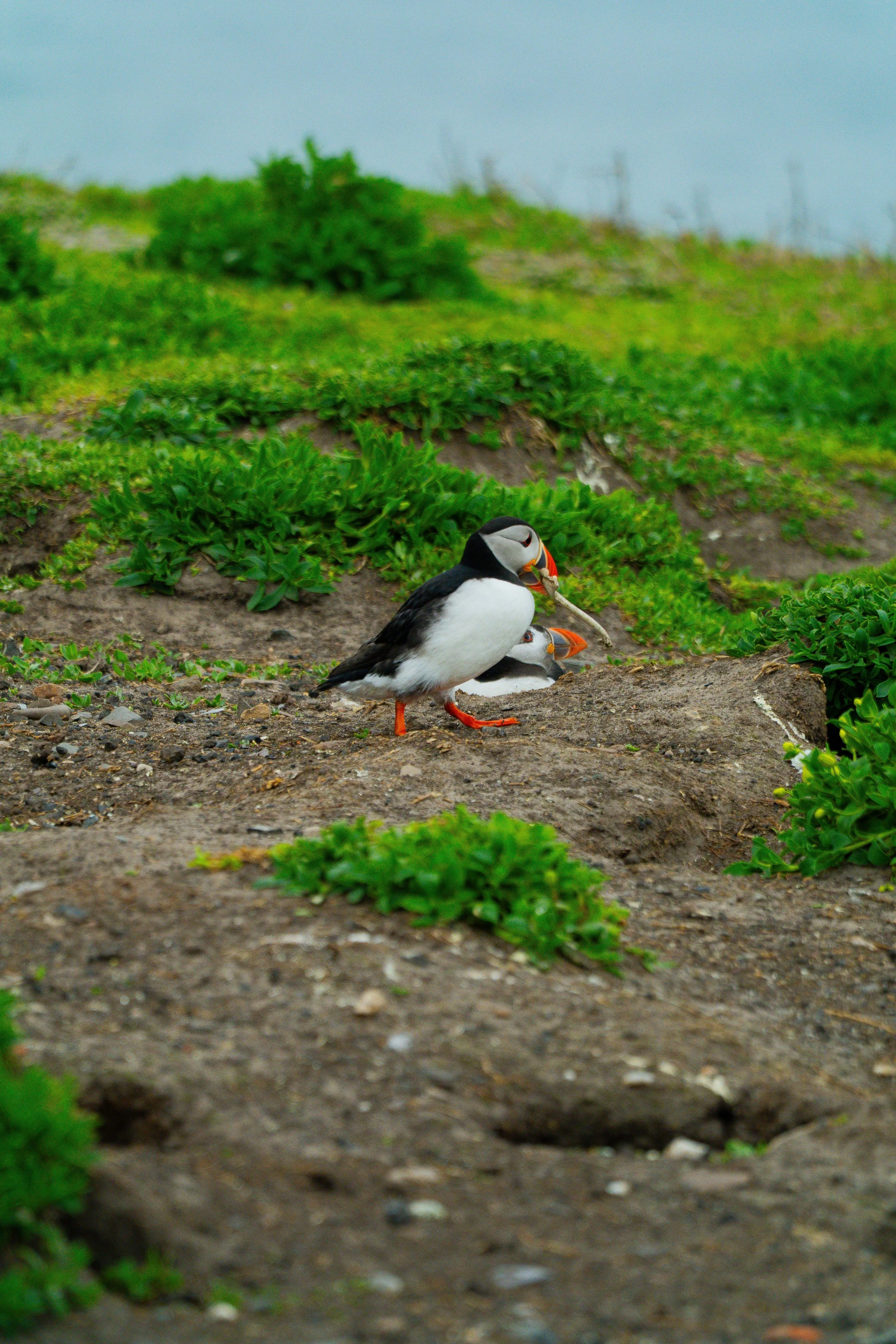 atlantic-puffin-running-near-burrow-entrance-farne-islands.jpg