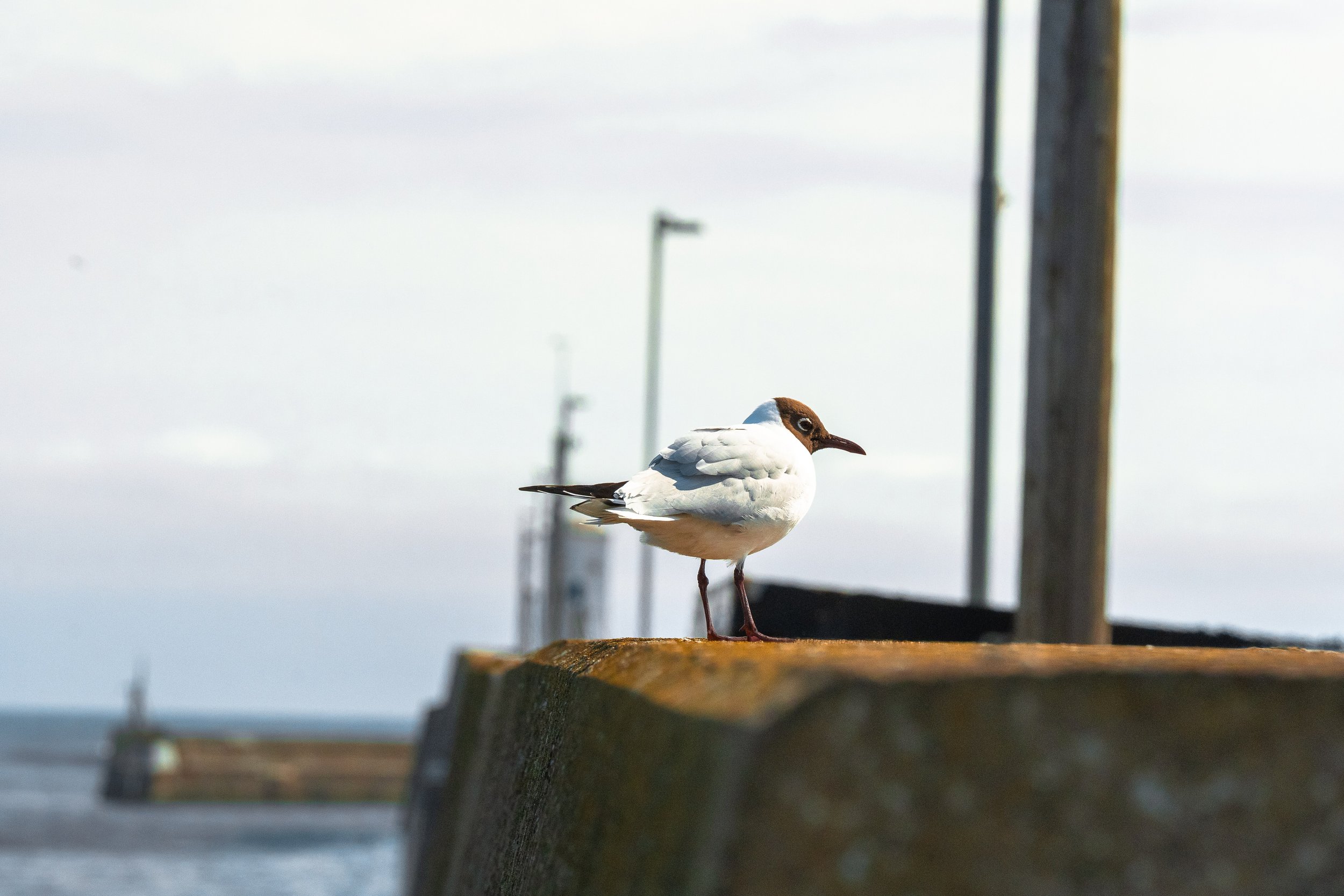 black-headed-gull-perched-harbour-wall-northumberland.jpg