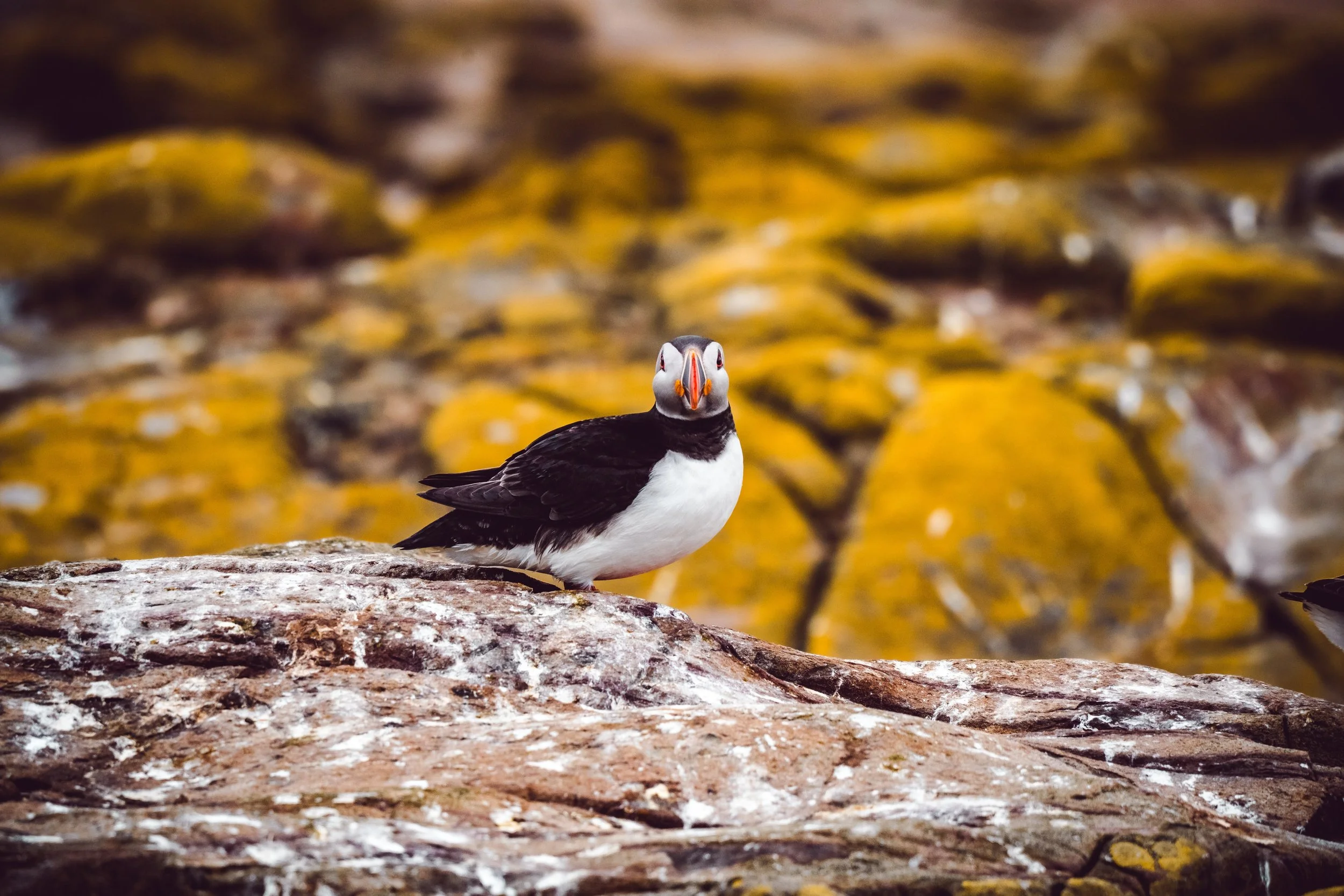 atlantic-puffin-facing-camera-lichen-rocks-farne-islands.jpg