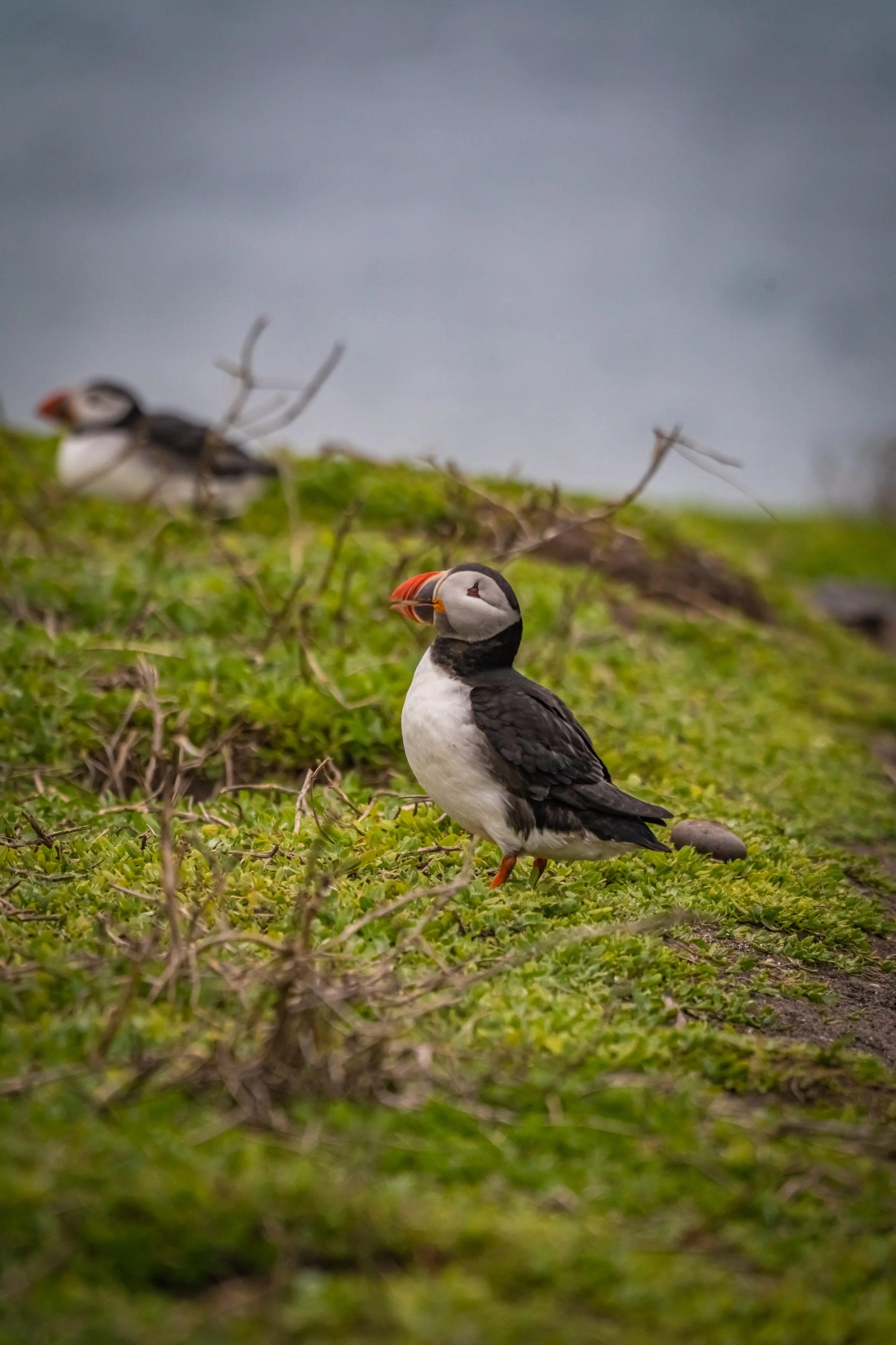 atlantic-puffin-standing-green-hillside-vegetation-farne-islands.jpg