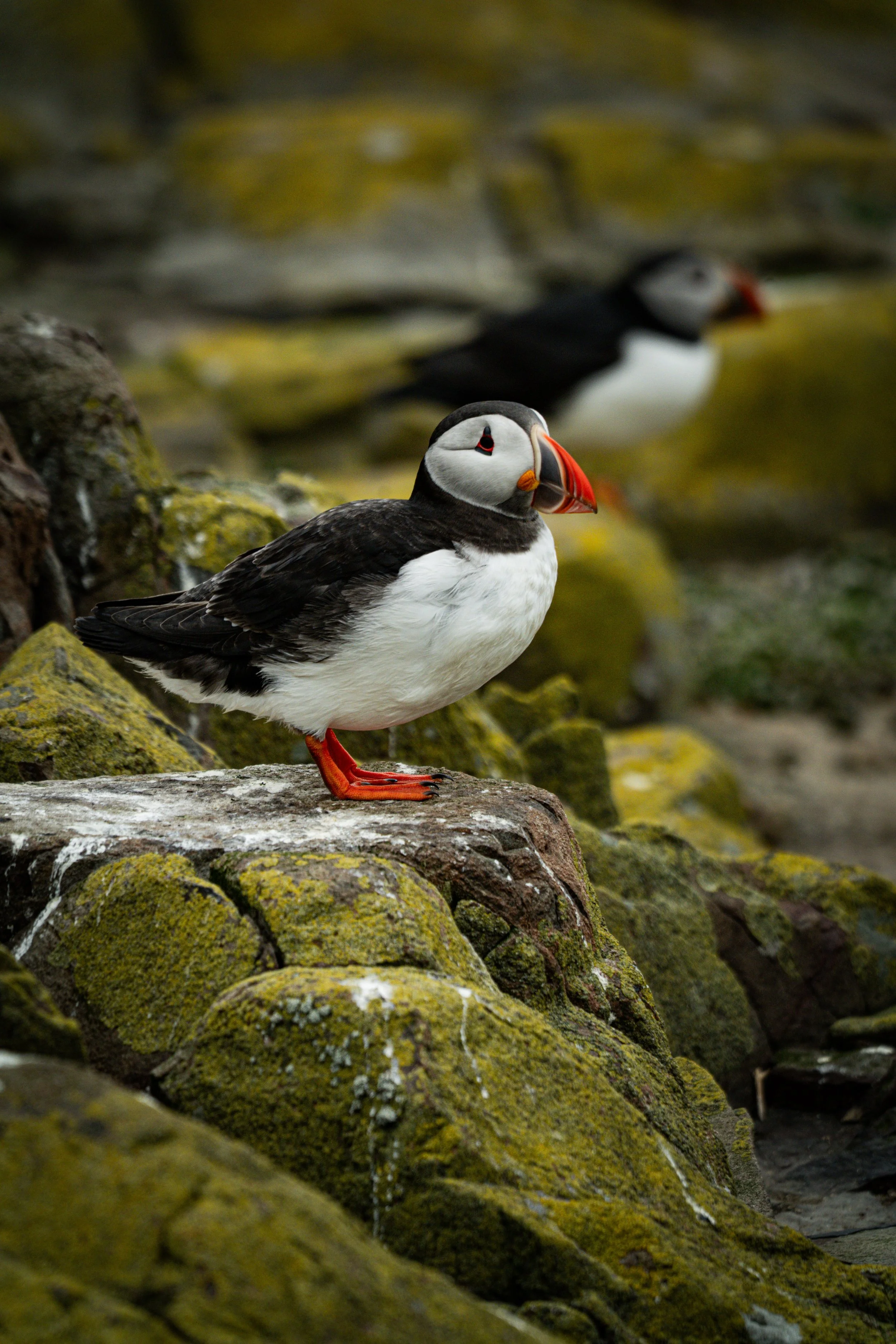 atlantic-puffin-portrait-mossy-rocks-farne-islands.jpg