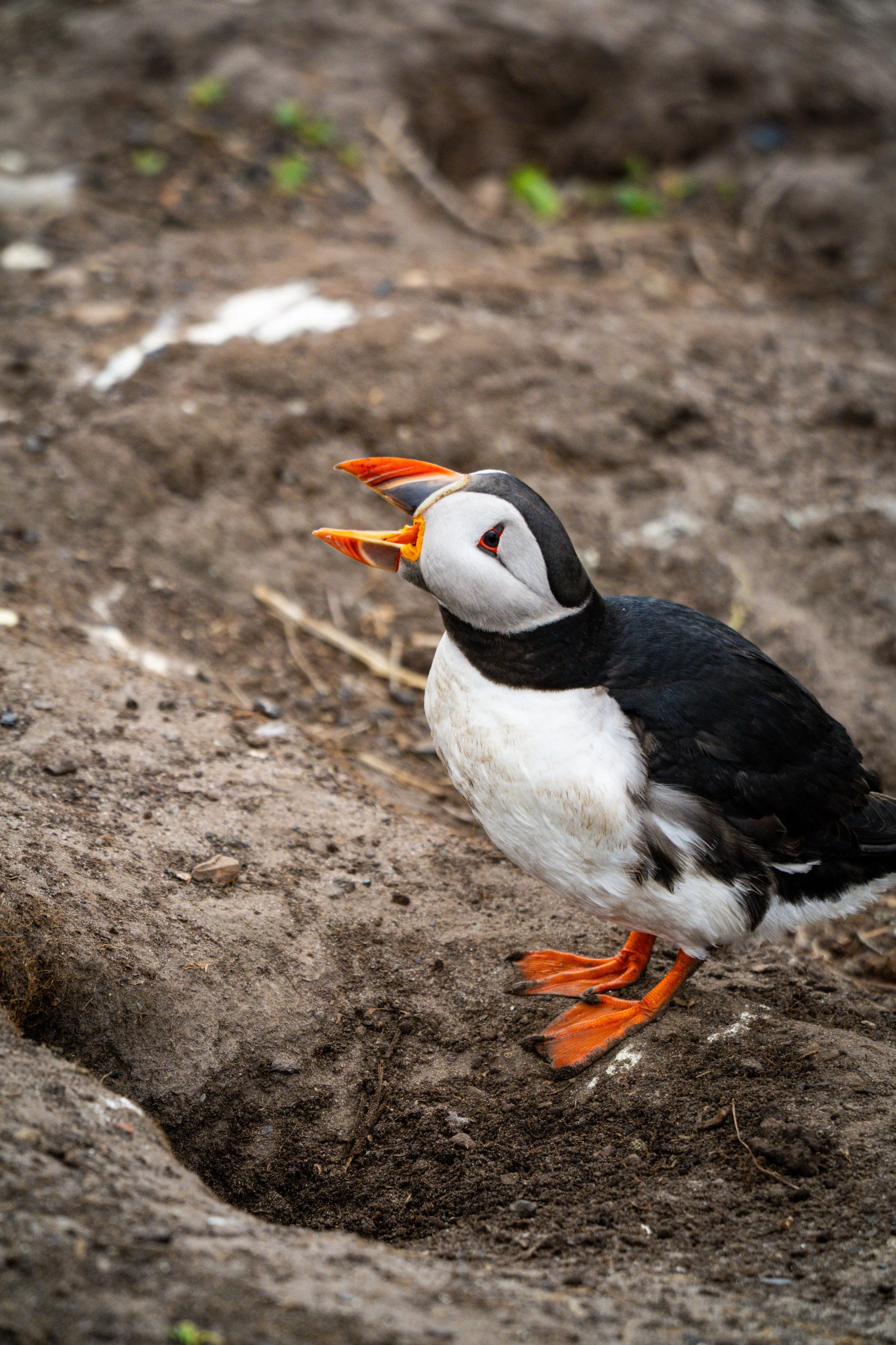 atlantic-puffin-calling-open-beak-beside-burrow-farne-islands.jpg