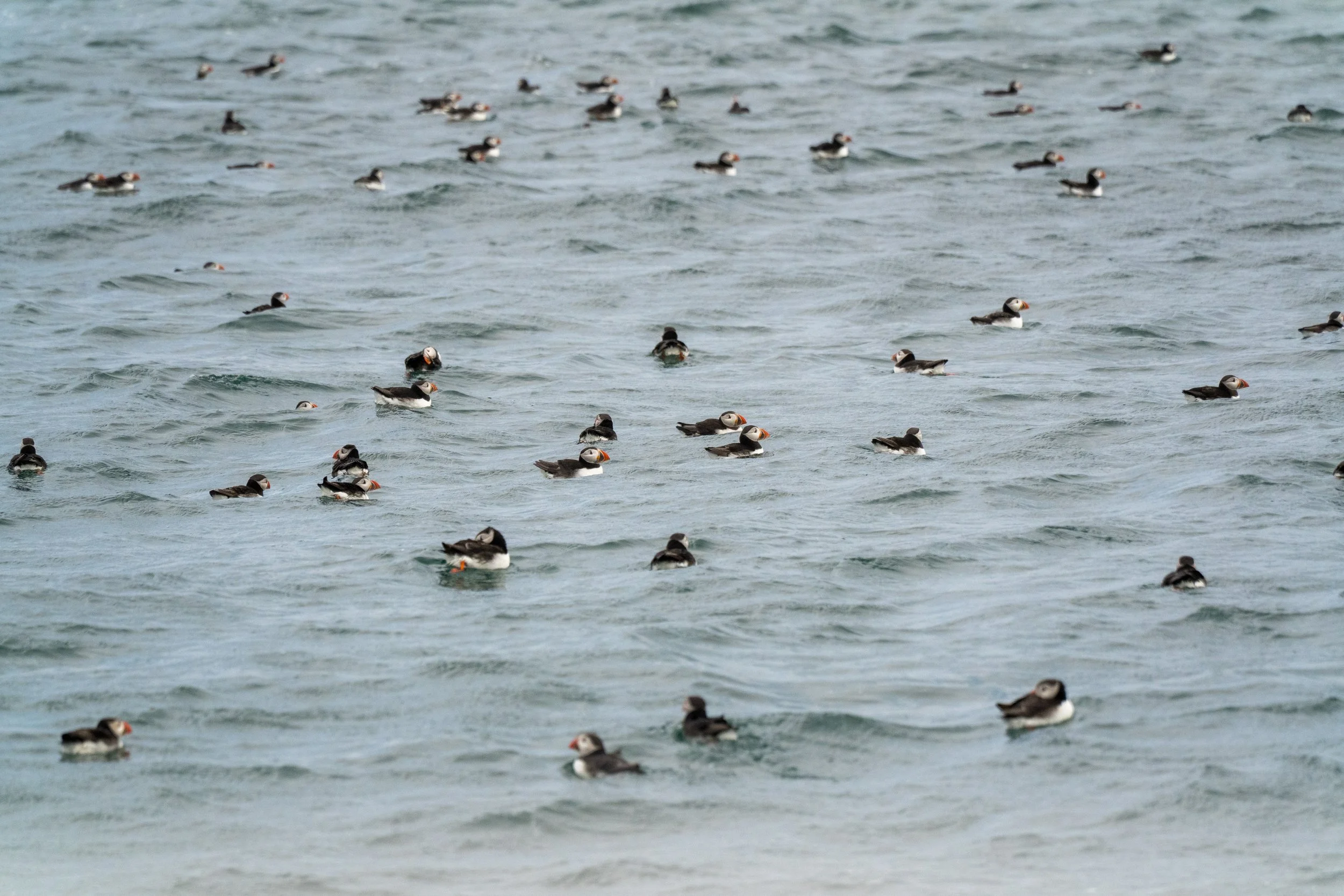 large-flock-atlantic-puffins-swimming-north-sea-farne-islands.jpg