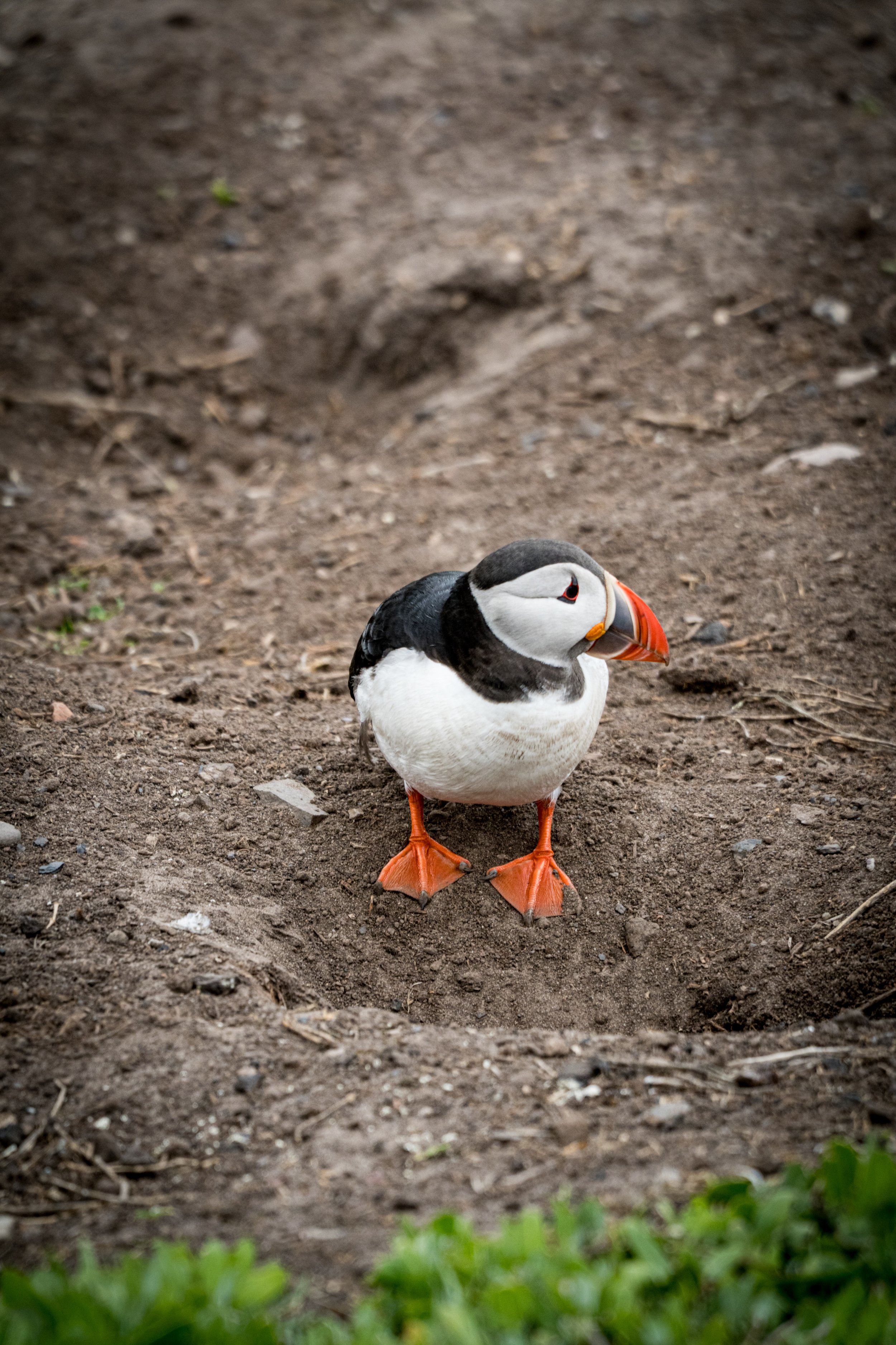 atlantic-puffin-standing-near-burrow-entrance-farne-islands.jpg
