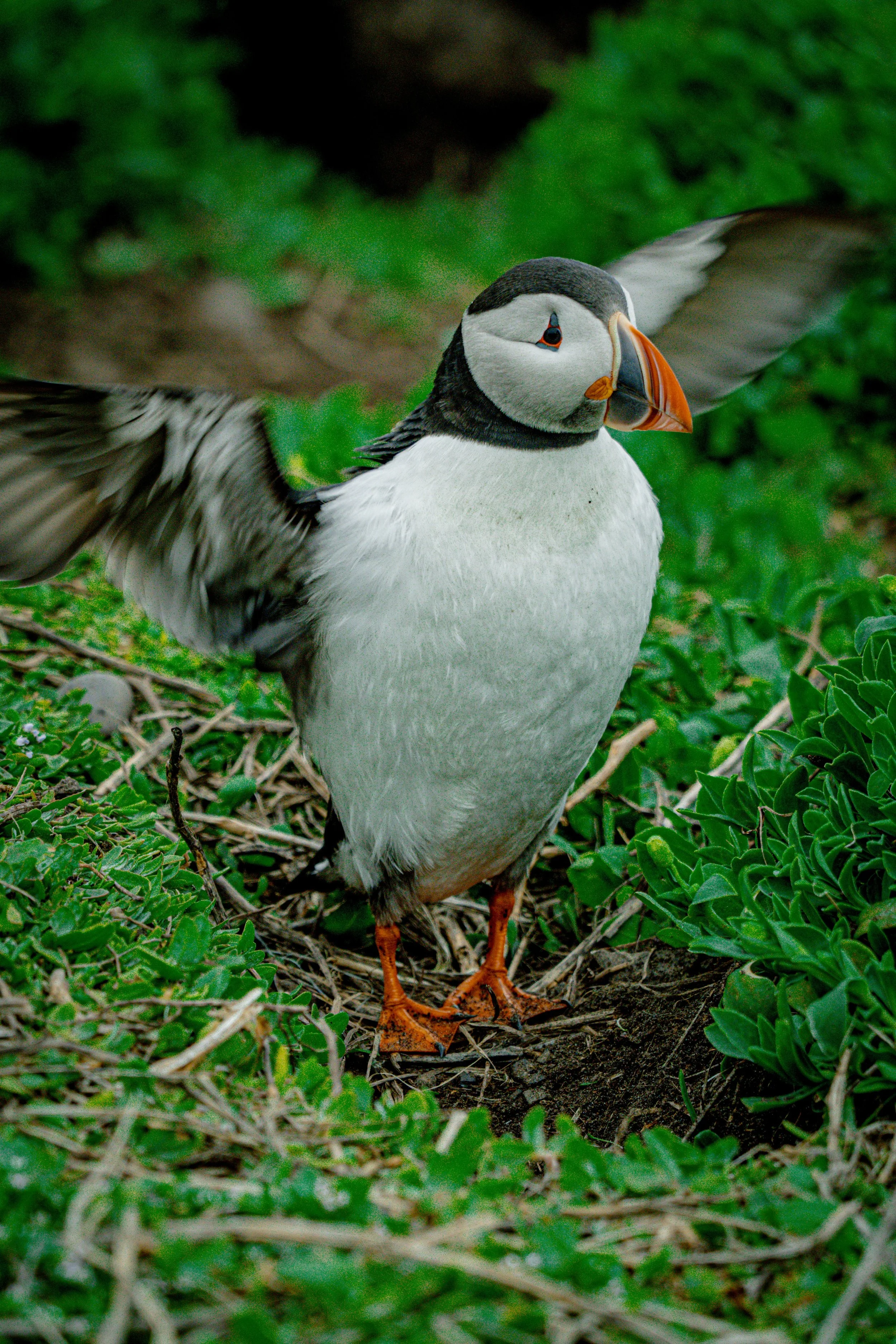 atlantic-puffin-flapping-wings-nesting-vegetation-farne-islands.jpg