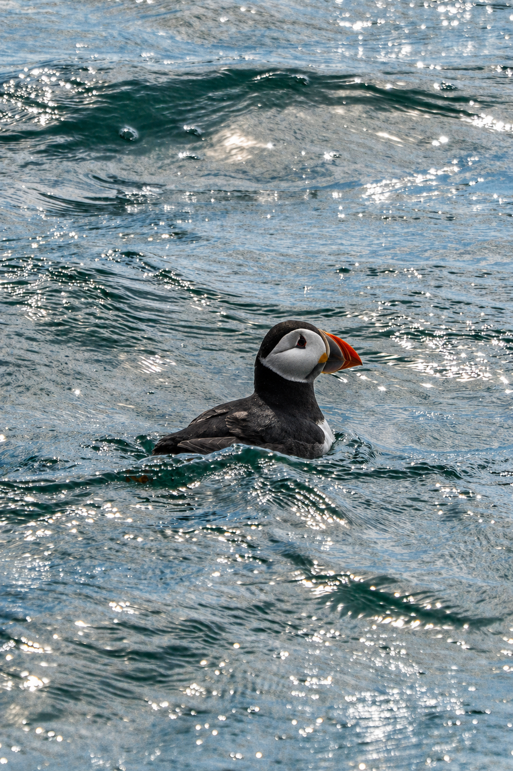 atlantic-puffin-swimming-north-sea-farne-islands.png