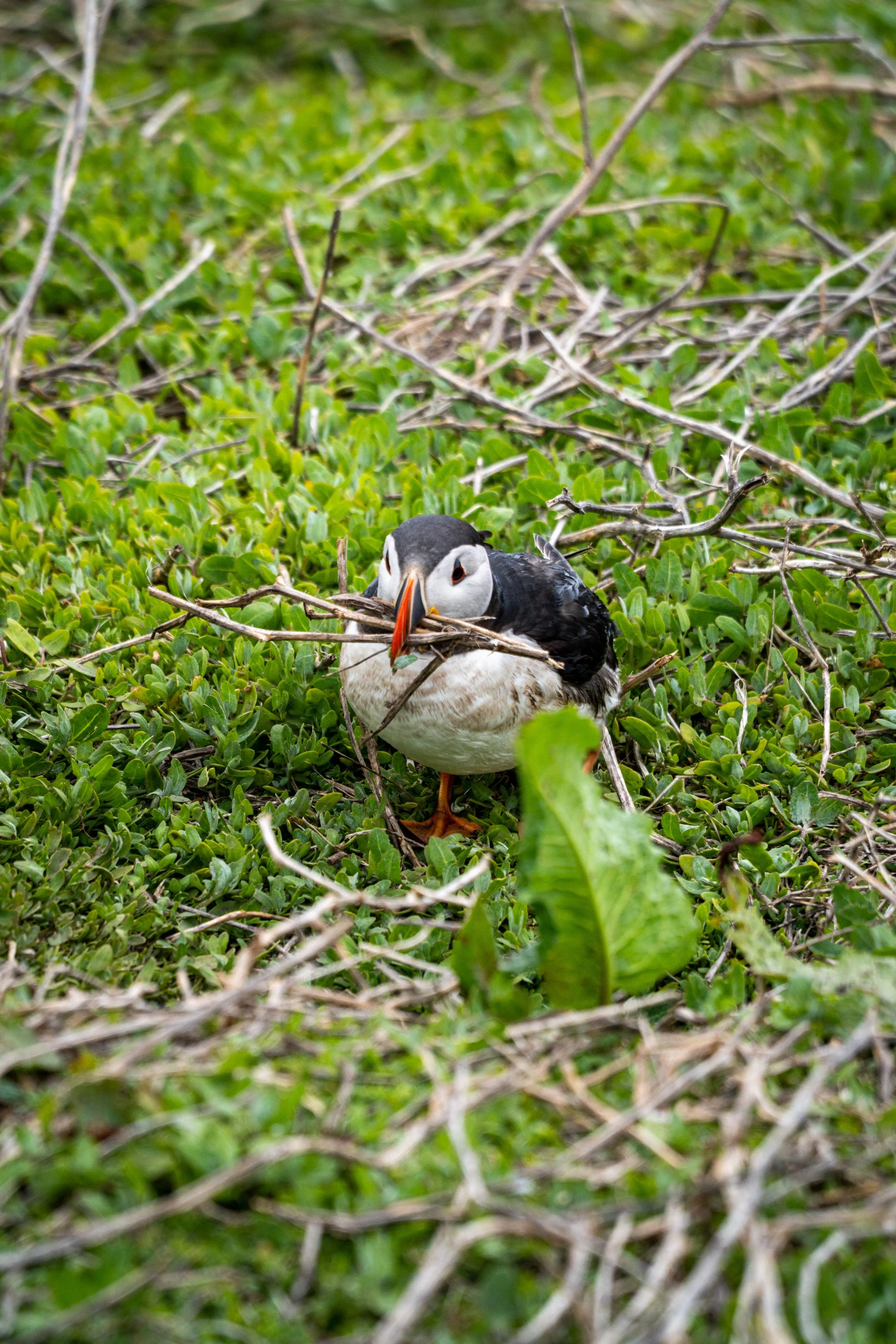 atlantic-puffin-carrying-nesting-material-beak-farne-islands.jpg