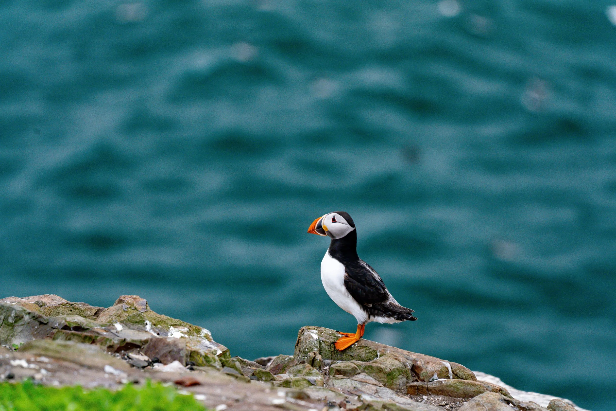 atlantic-puffin-standing-rocky-cliff-edge-sea-farne-islands.jpg