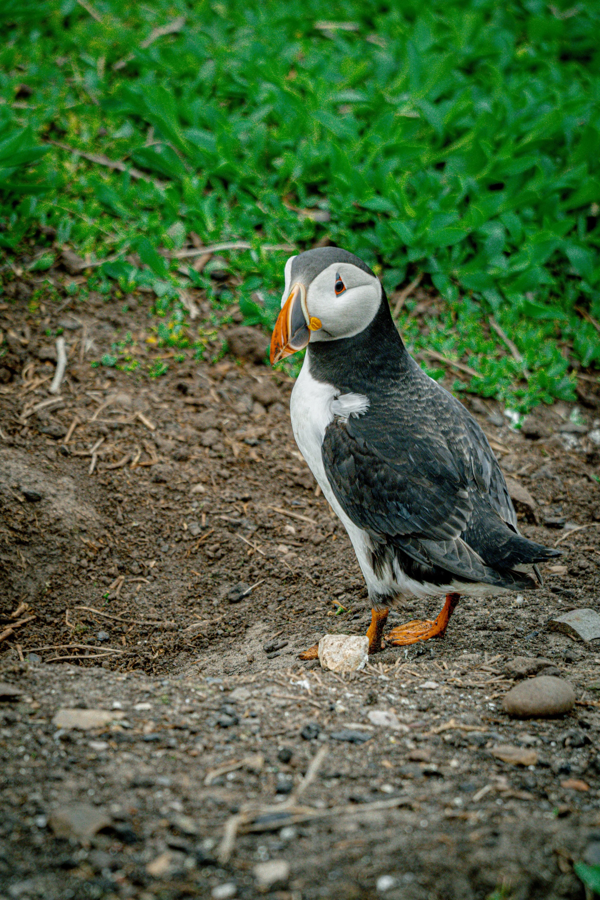 atlantic-puffin-walking-near-burrow-entrance-farne-islands.jpg