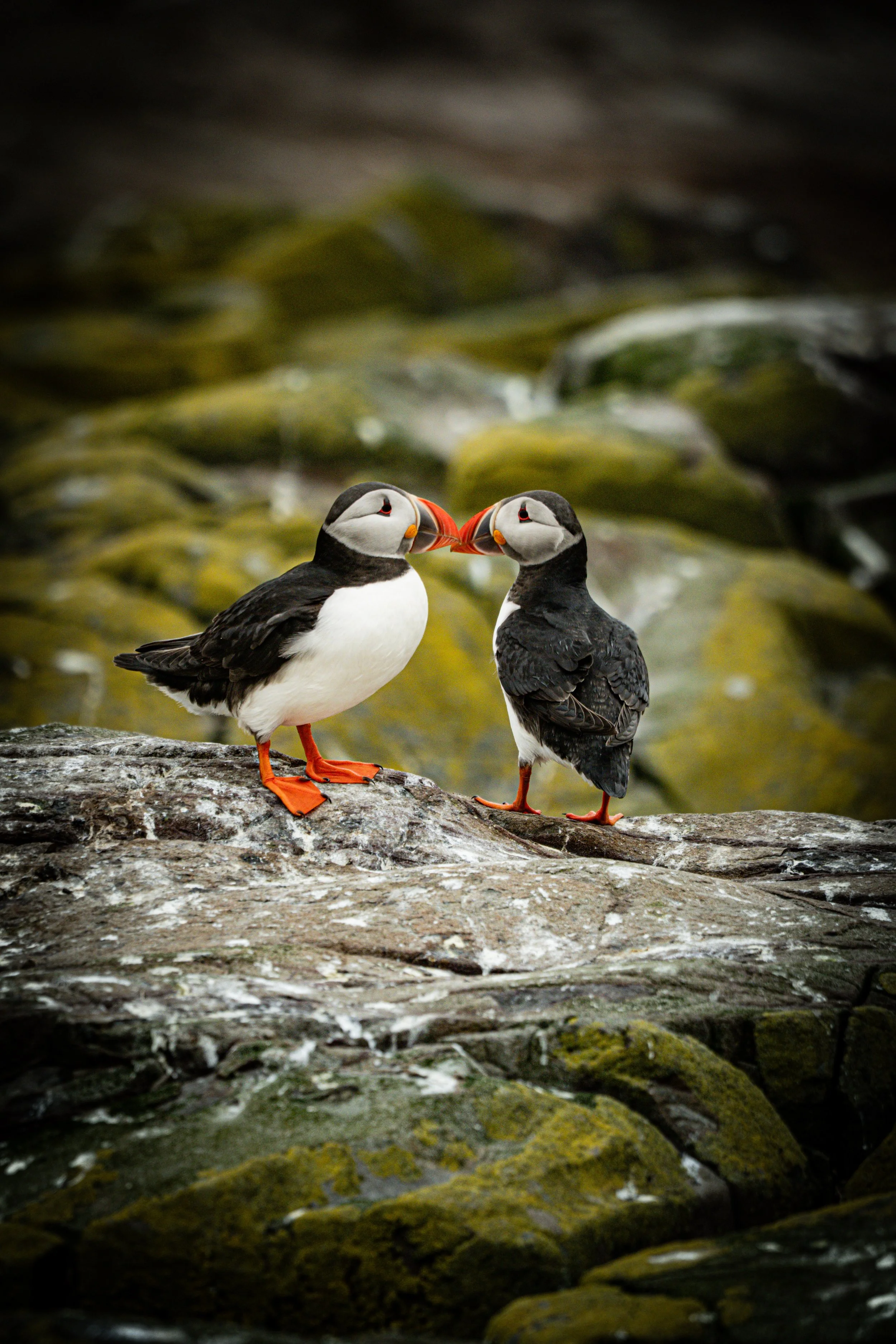 pair-atlantic-puffins-touching-beaks-rocks-farne-islands.jpg