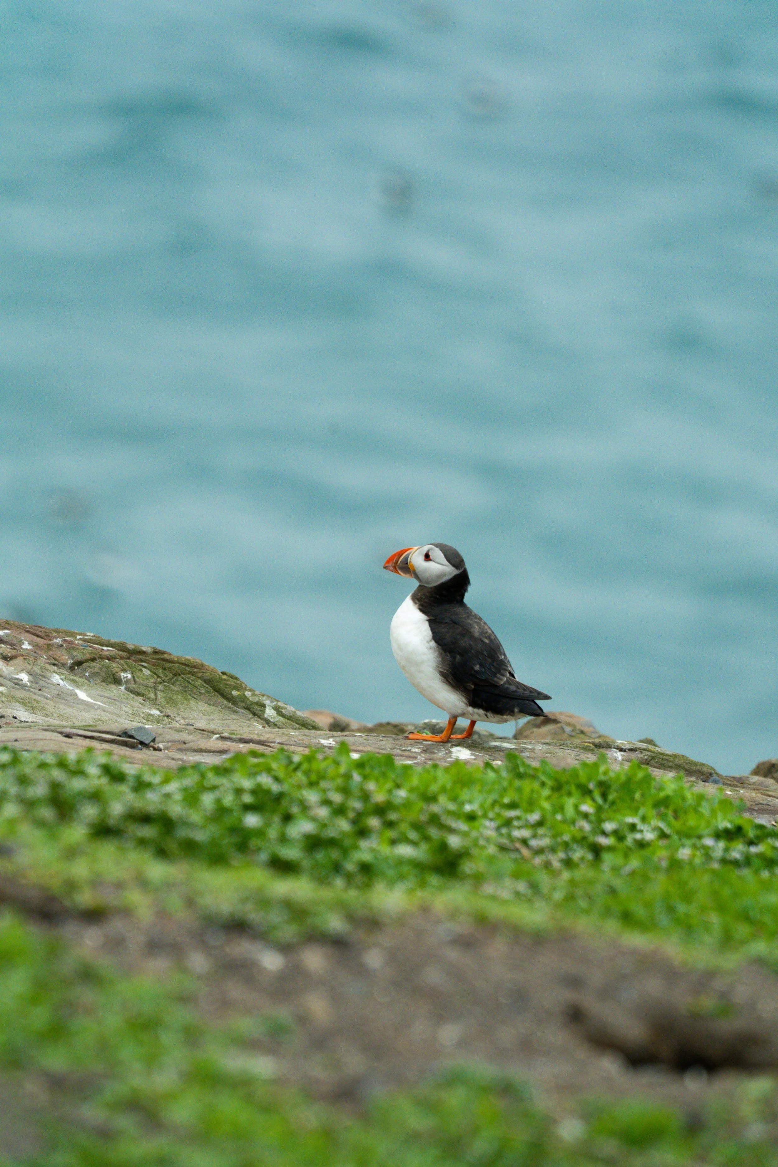 atlantic-puffin-walking-clifftop-sea-background-farne-islands.jpg