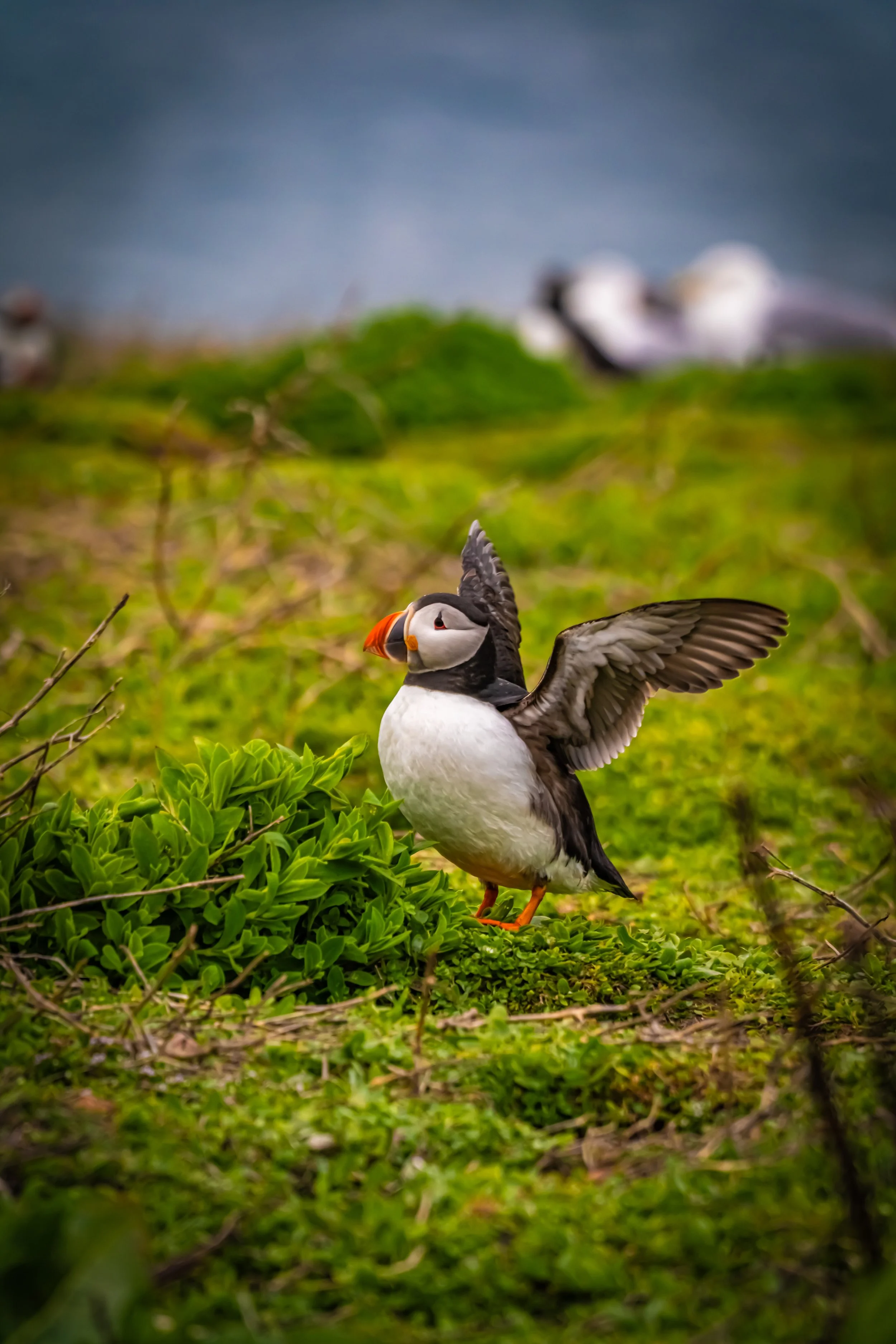 atlantic-puffin-spreading-wings-green-meadow-farne-islands.jpg