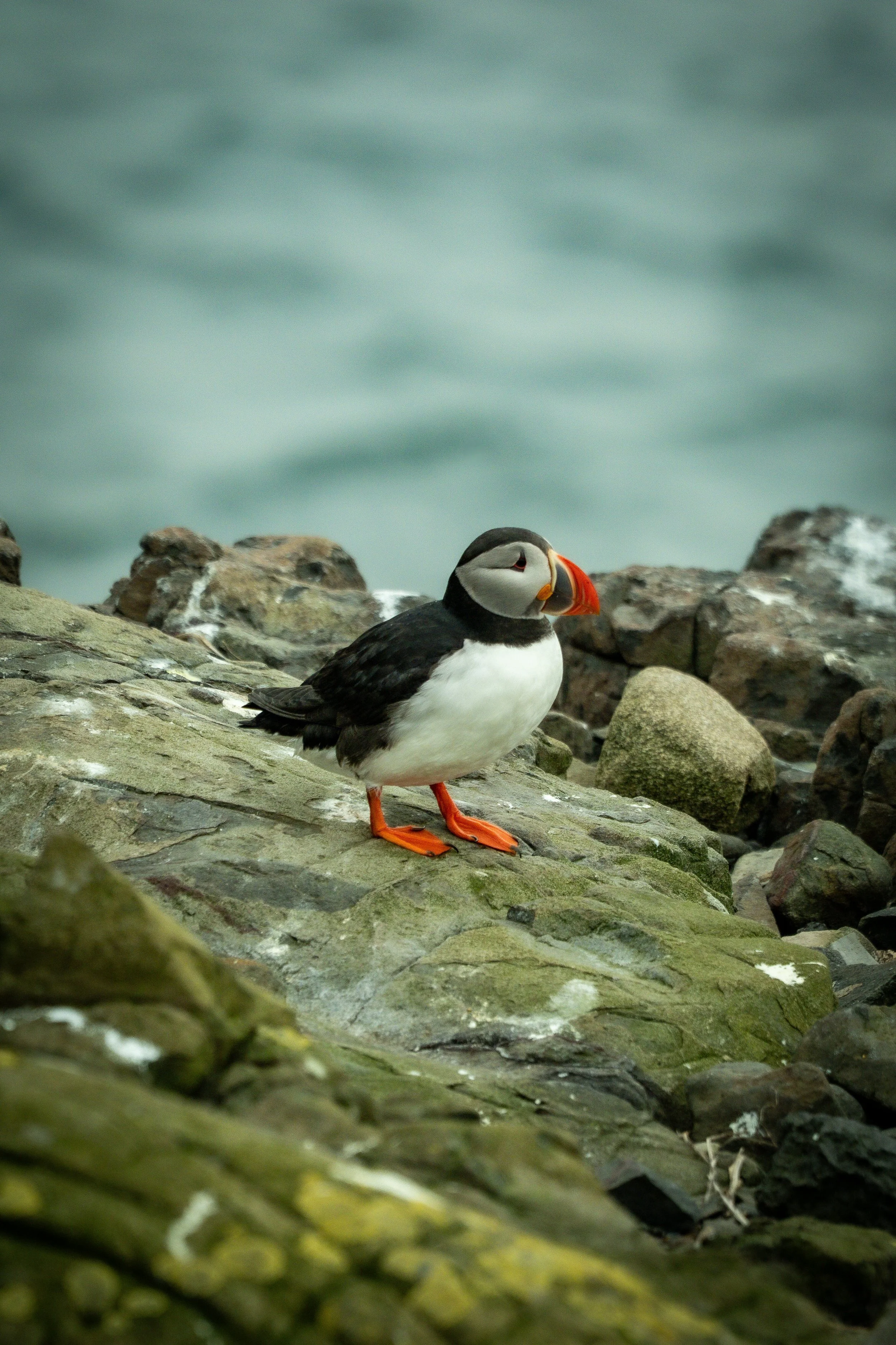 atlantic-puffin-rocky-coastal-ledge-sea-background-farne-islands.jpg