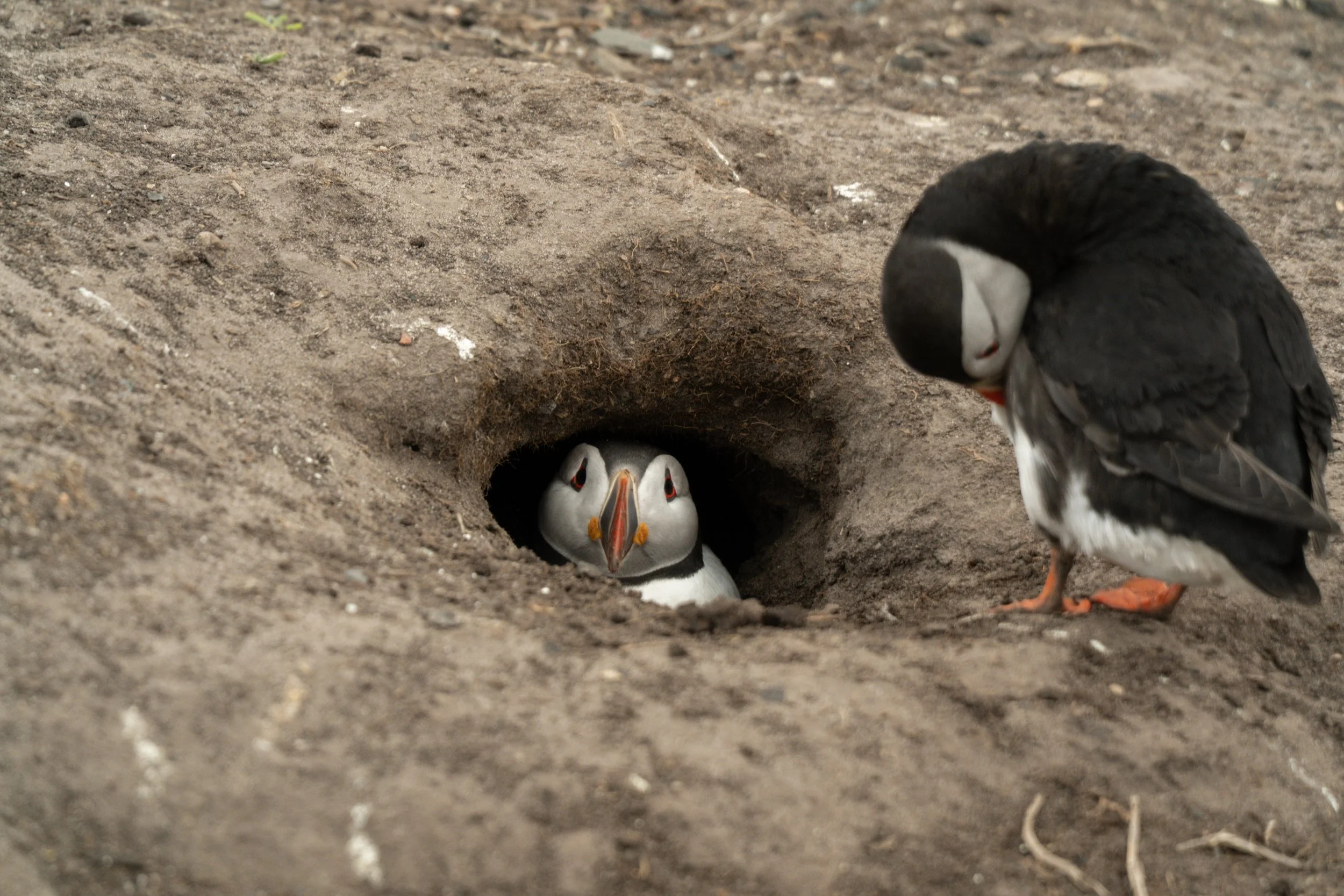 atlantic-puffin-in-burrow-companion-looking-in-farne-islands.jpg