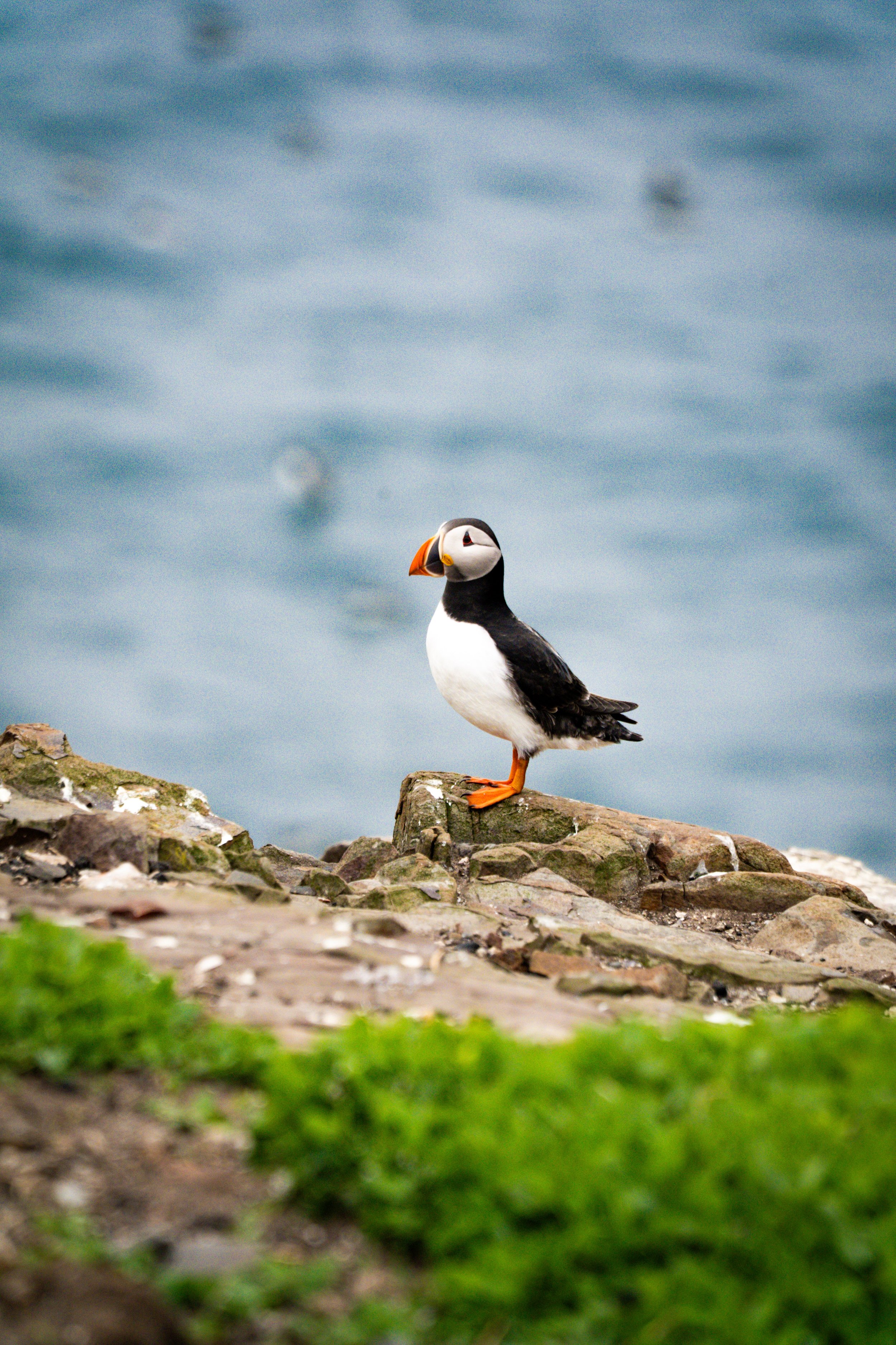 atlantic-puffin-standing-cliff-edge-blue-sea-farne-islands.jpg