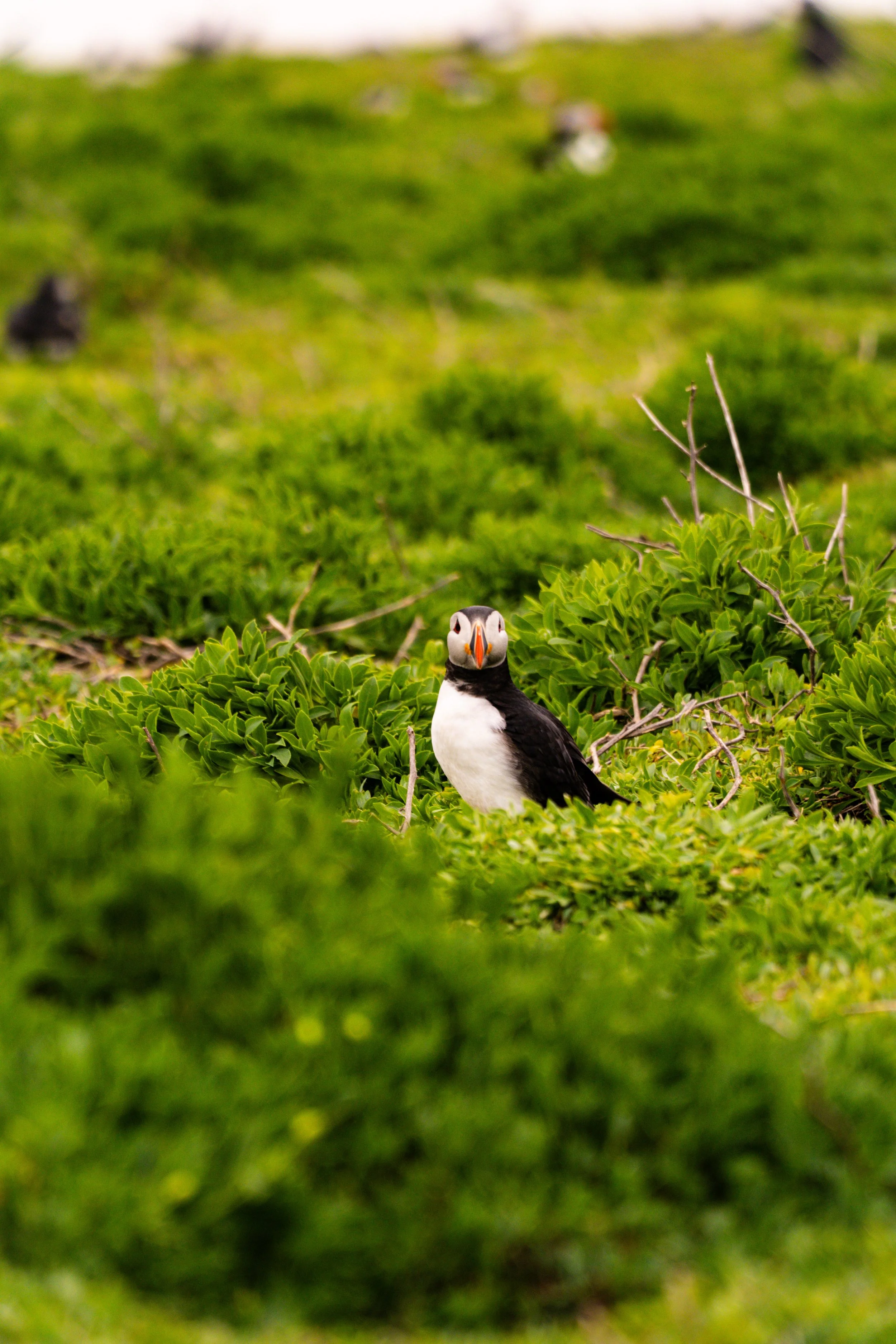 atlantic-puffin-open-green-meadow-farne-islands.jpg